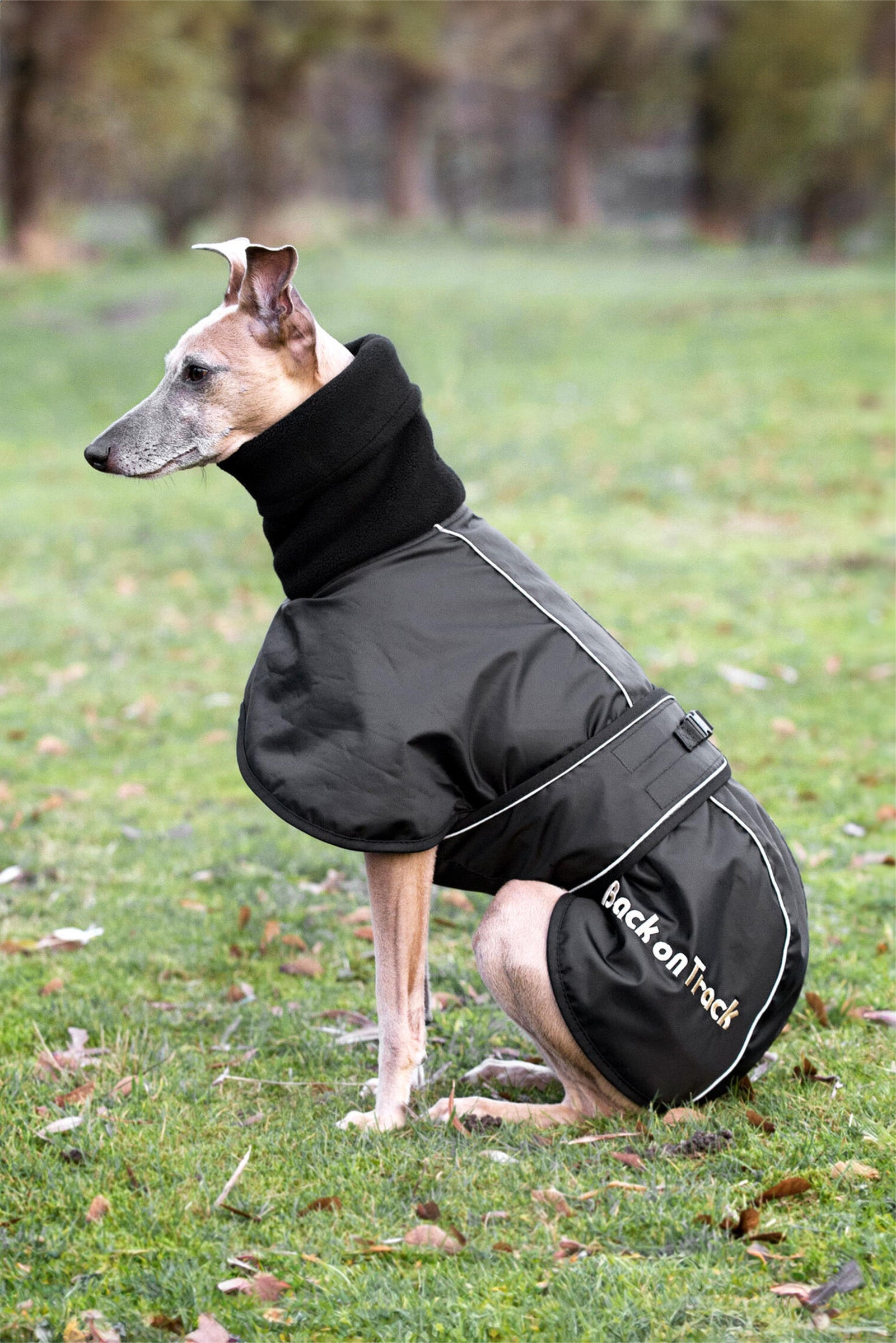Back on Track Whippet, Coperta per cani XS-M Cane