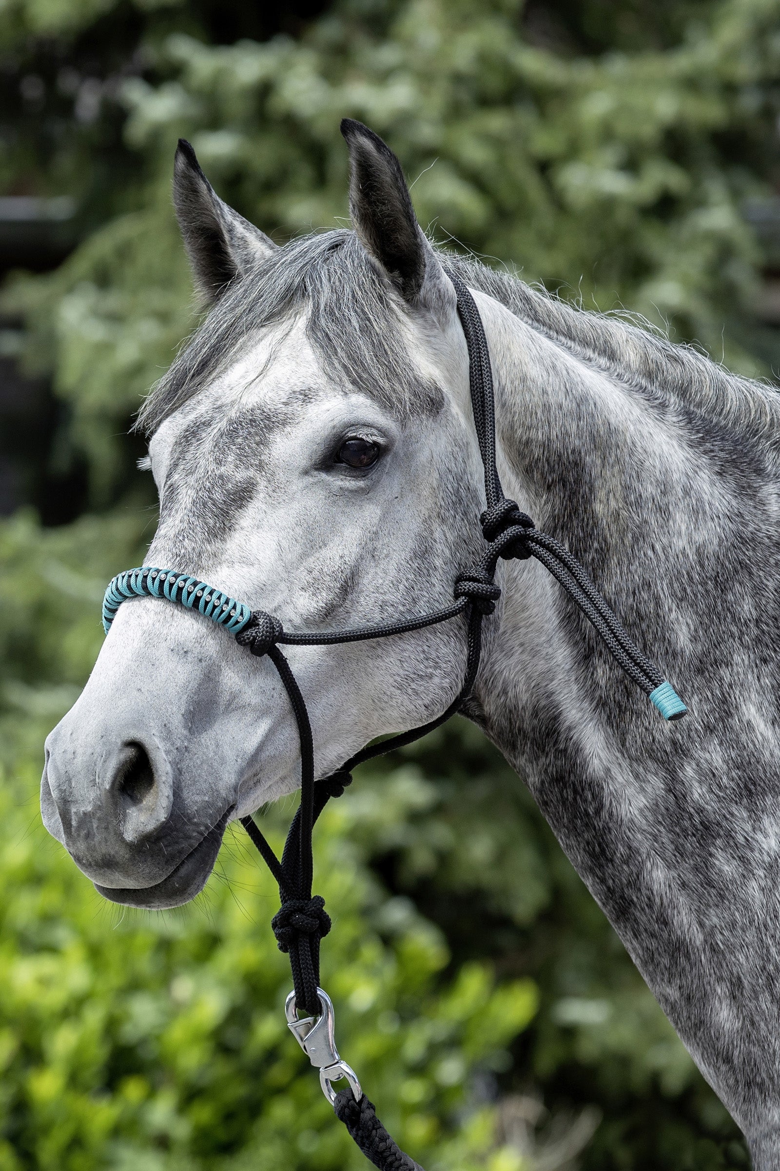 USG Cavezza in corda annodata Cavezze e guinsagli