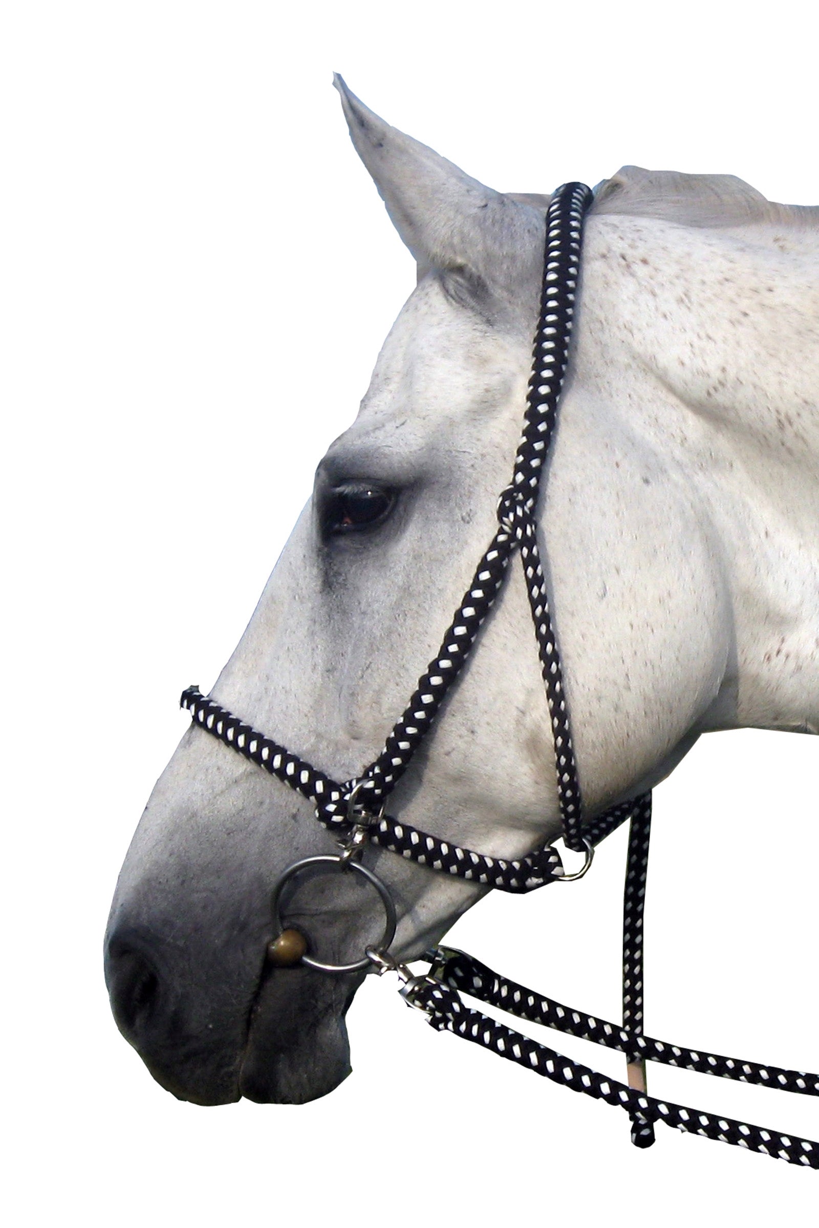 F.R.A. Freedom Riding Articles Gregor Redini in cotone con briglie capestro incluse Cavezze e guinsagli