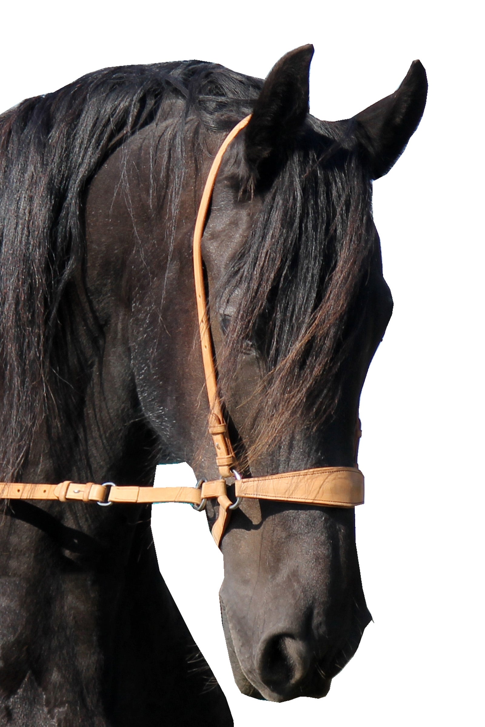 F.R.A. Freedom Riding Articles Lami Bitless Bridle (Sistema 4) con redini e Studhook Connect Briglie & redini