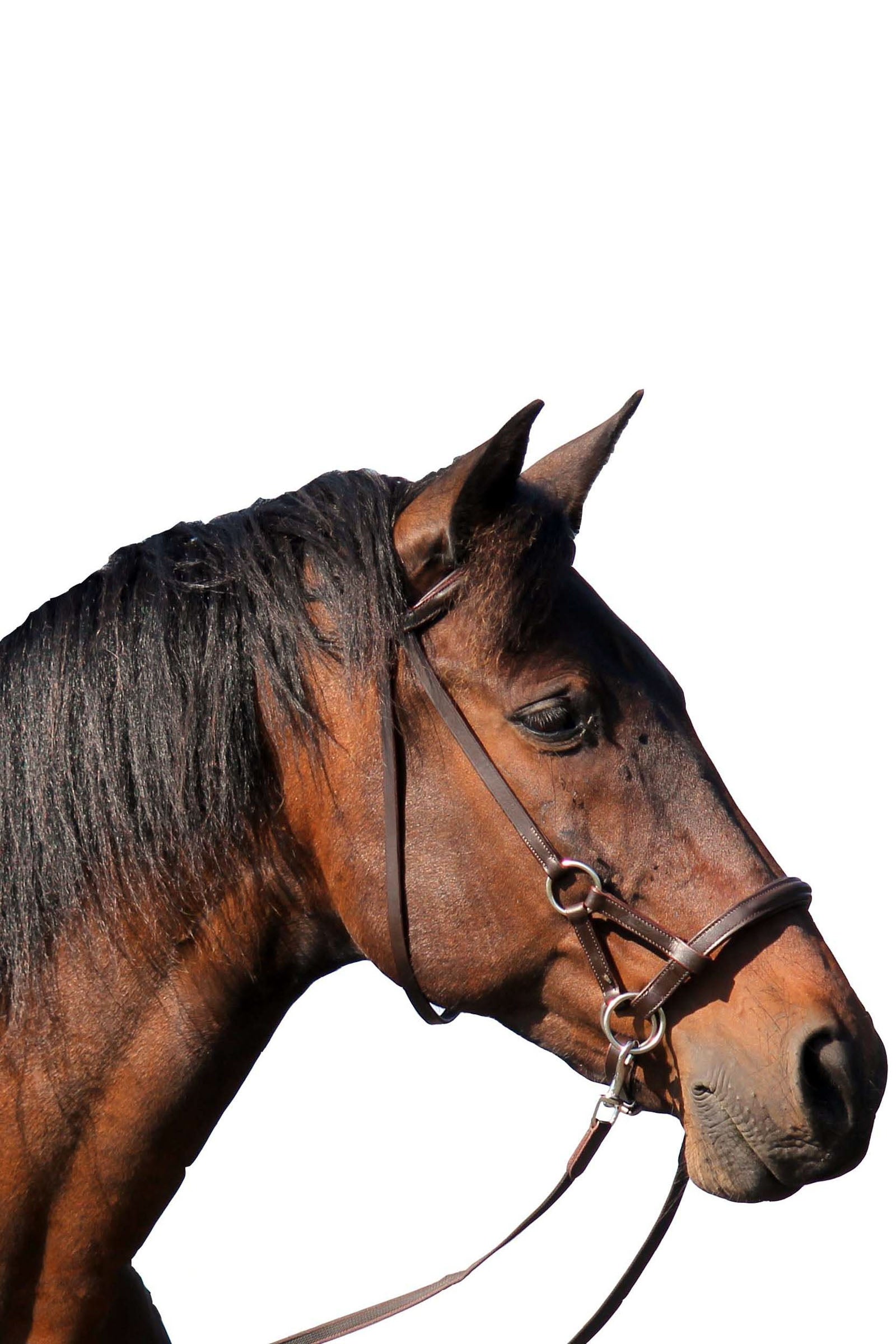 F.R.A. Freedom Riding Articles Pardoes Sidepull (System 3) Leather w/ Anti Slip Reins Bridles & Reins