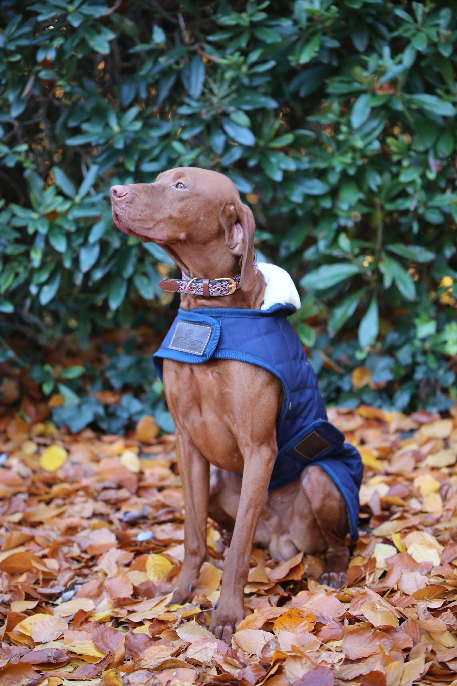 Kentucky Dogwear Cappotto per cani impermeabile Cane