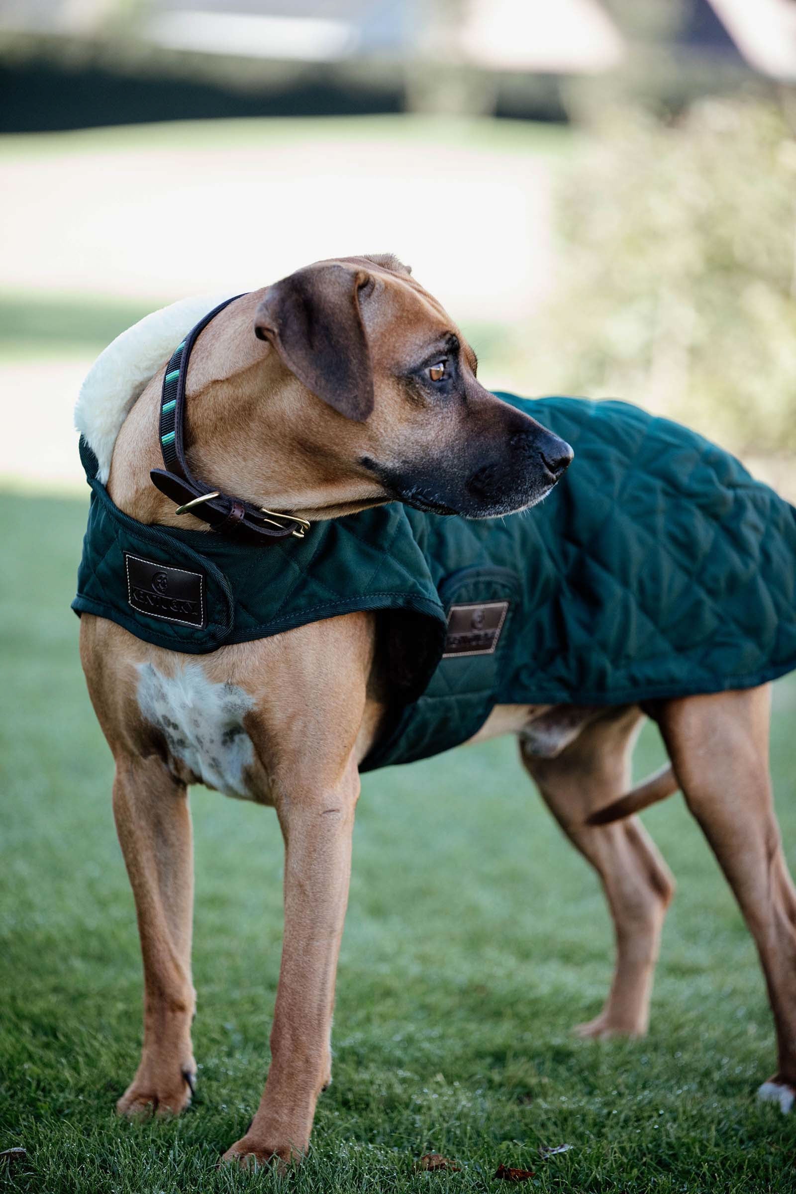 Kentucky Dogwear Cappotto per cani impermeabile Cane