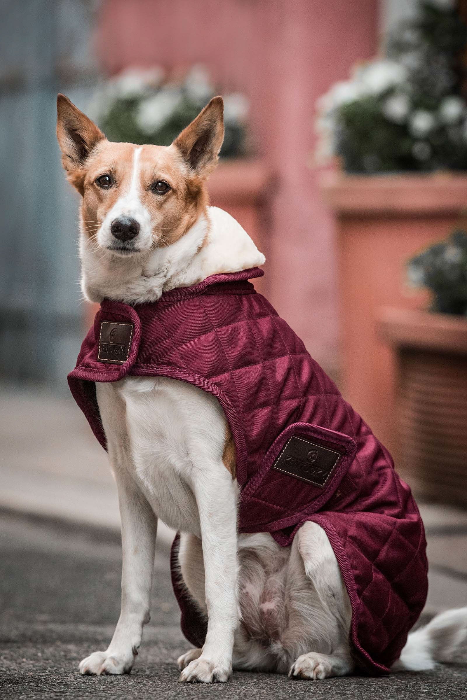 Kentucky Dogwear Cappotto per cani impermeabile Cane
