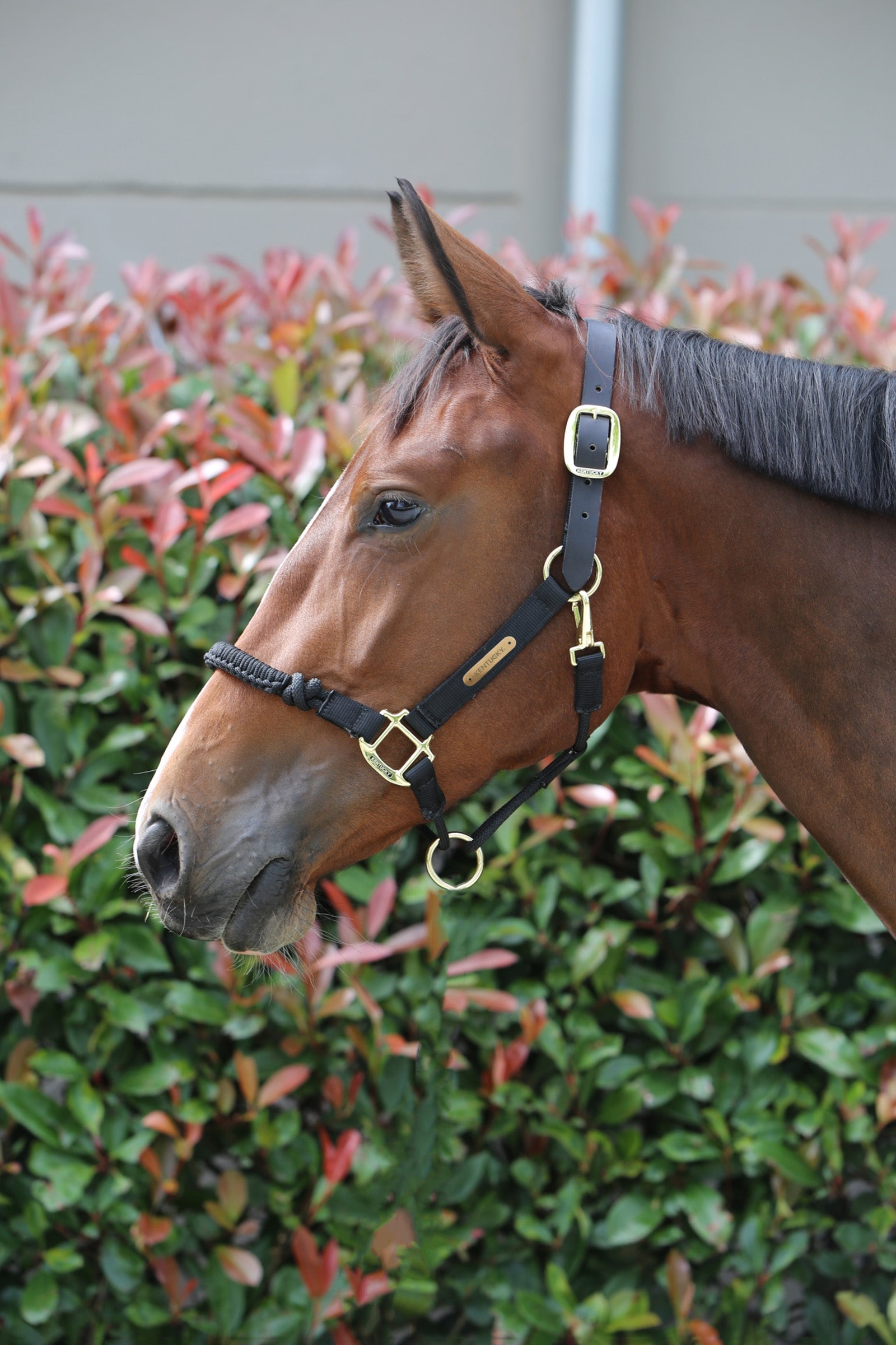 Kentucky Horsewear Capezza di controllo Cavezze e guinsagli