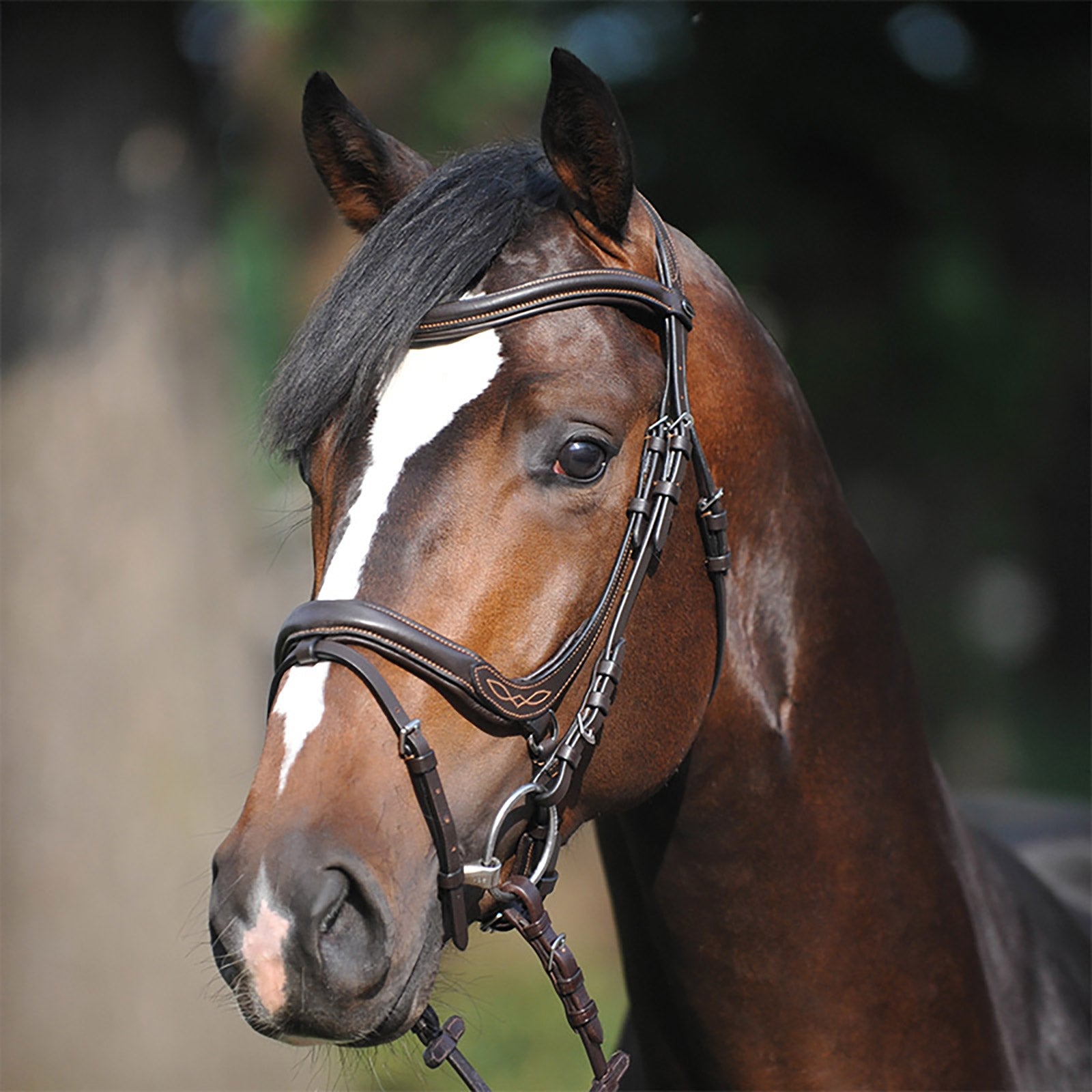 Kavalkade Bridle Ivy, capezzina con flash Briglie & redini