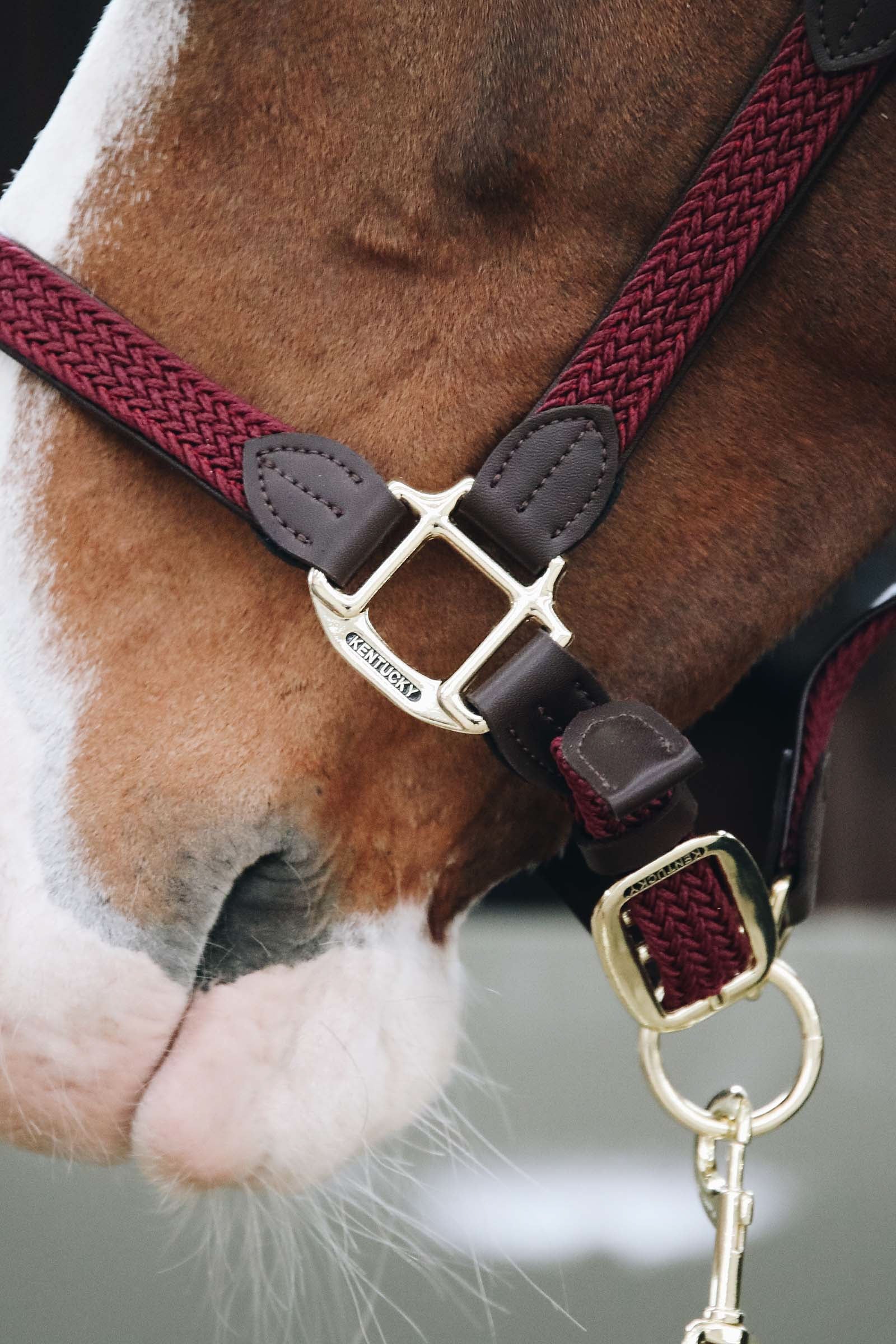 Kentucky Horsewear Kentucky Plaited Nylon Halter Halters & Leads