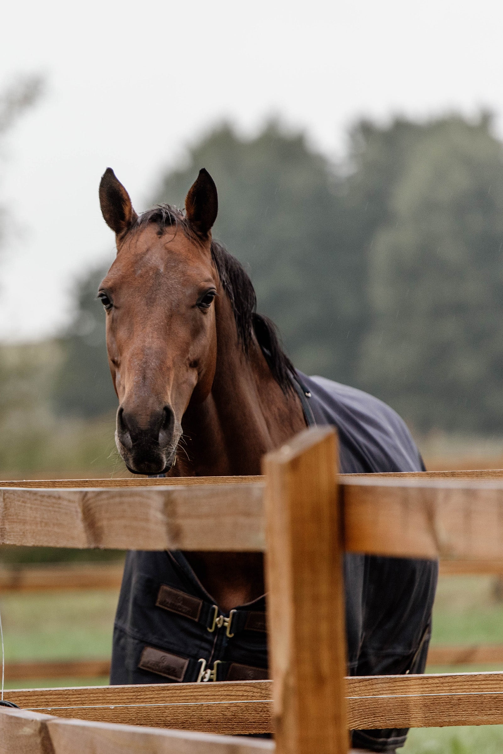 Kentucky Horsewear Turnout Rug All Weather, 300g Horse Rugs