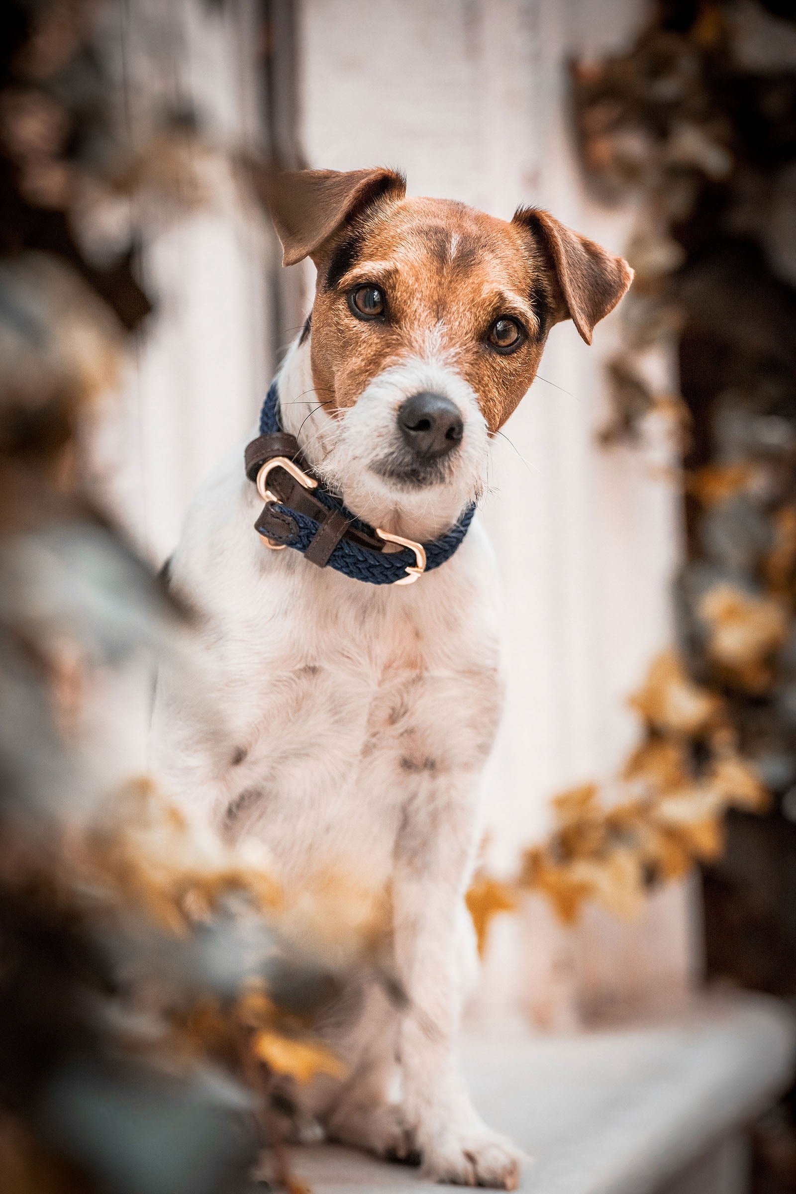 Kentucky Dogwear Collare per cani in nylon intrecciato Cane