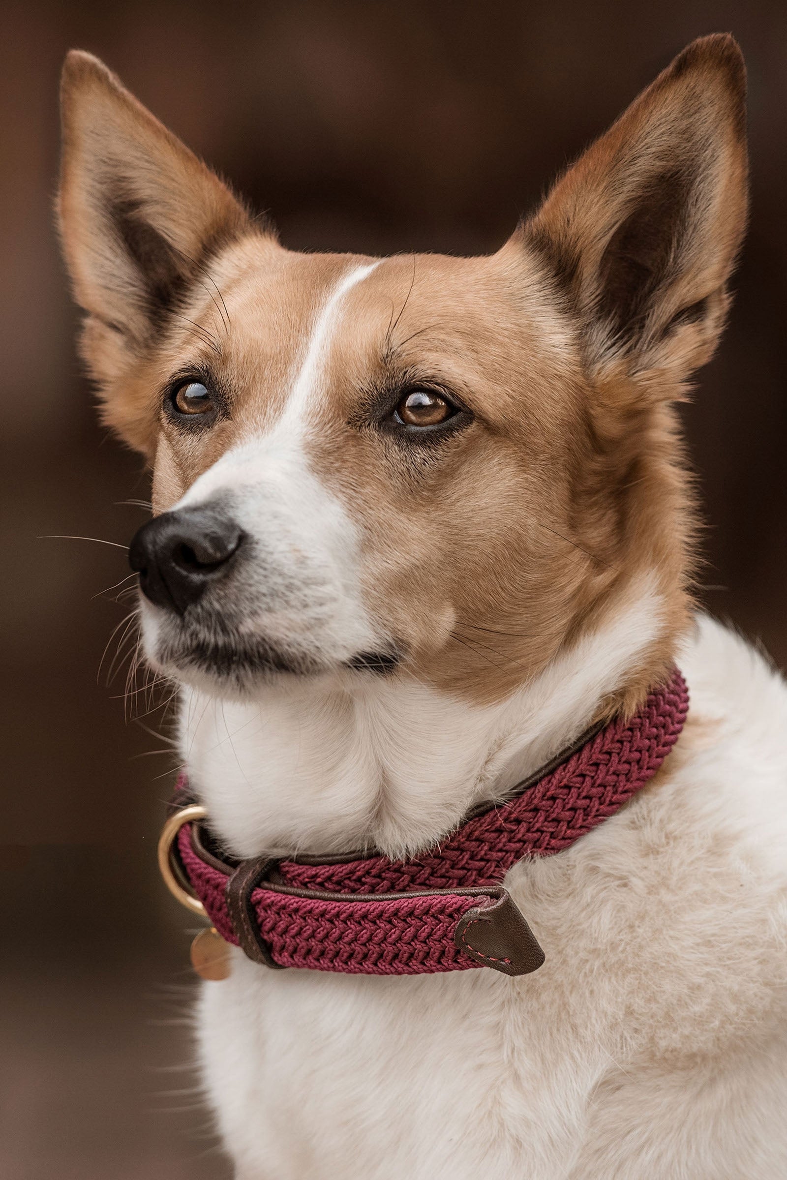 Kentucky Dogwear Collare per cani in nylon intrecciato Cane