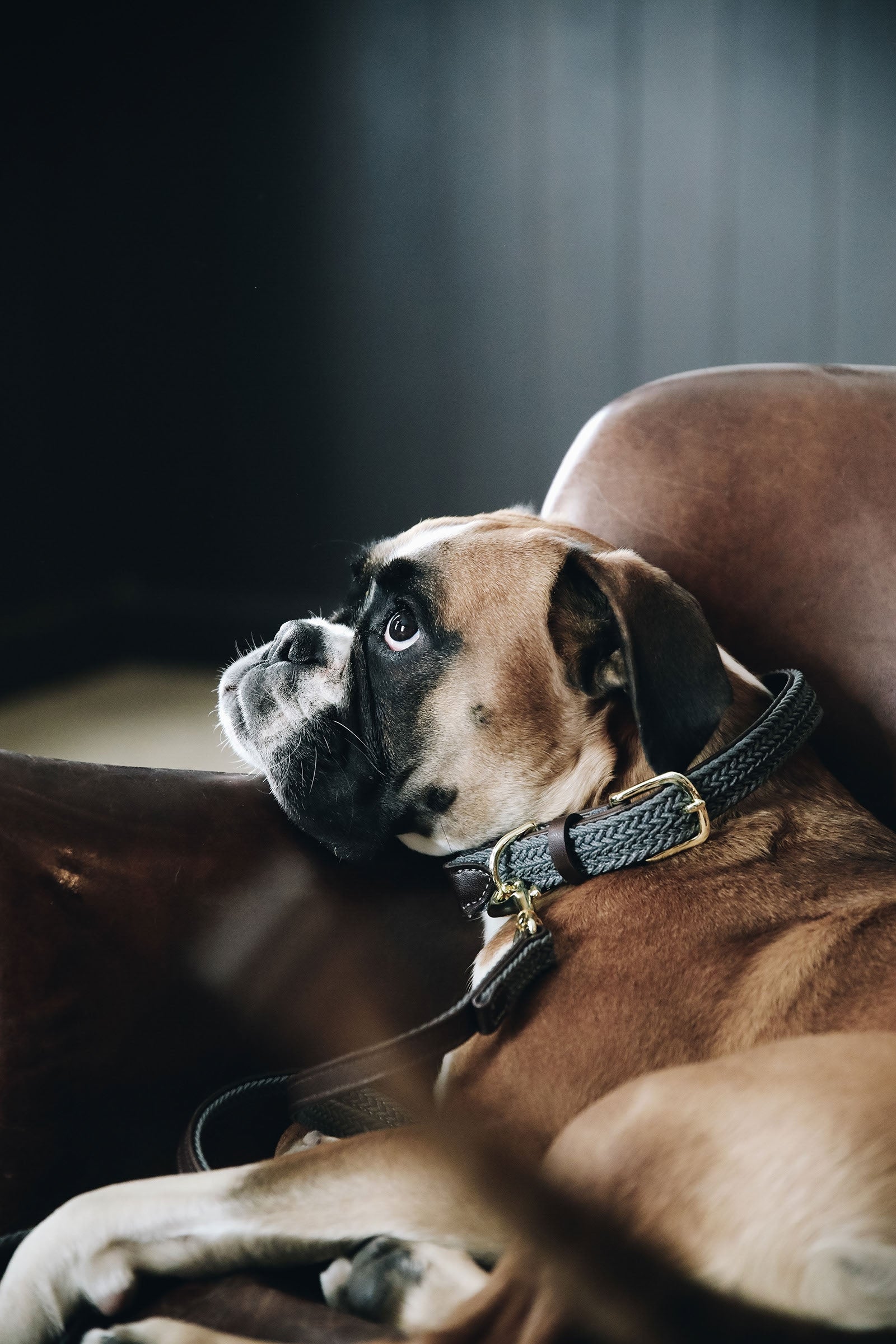 Kentucky Dogwear Collare per cani in nylon intrecciato Cane