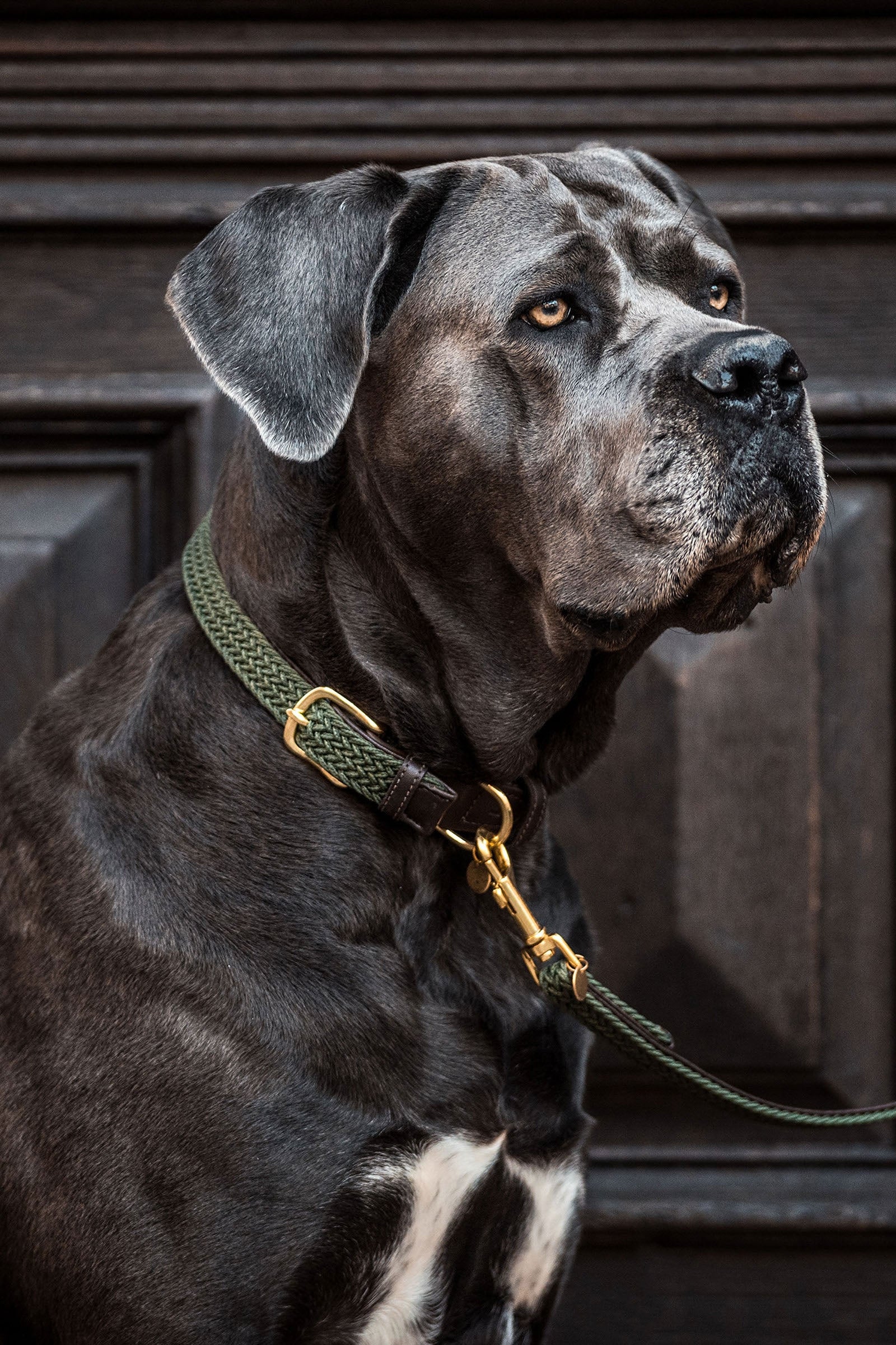 Kentucky Dogwear Collare per cani in nylon intrecciato Cane