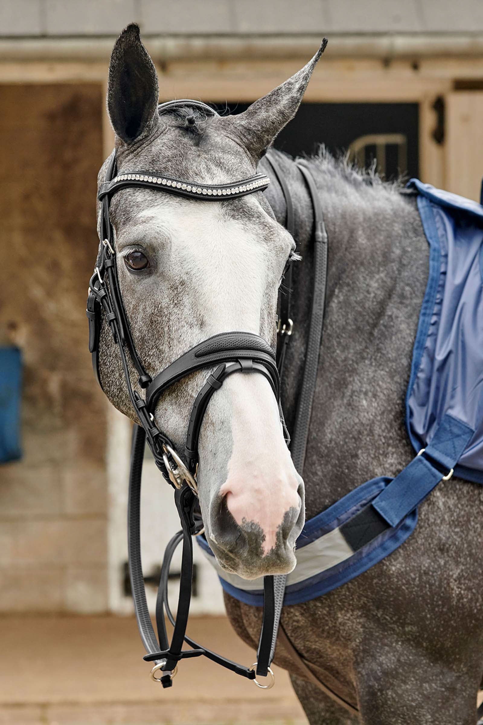 John Whitaker Briglia Bling perforata Chicago Briglie & redini