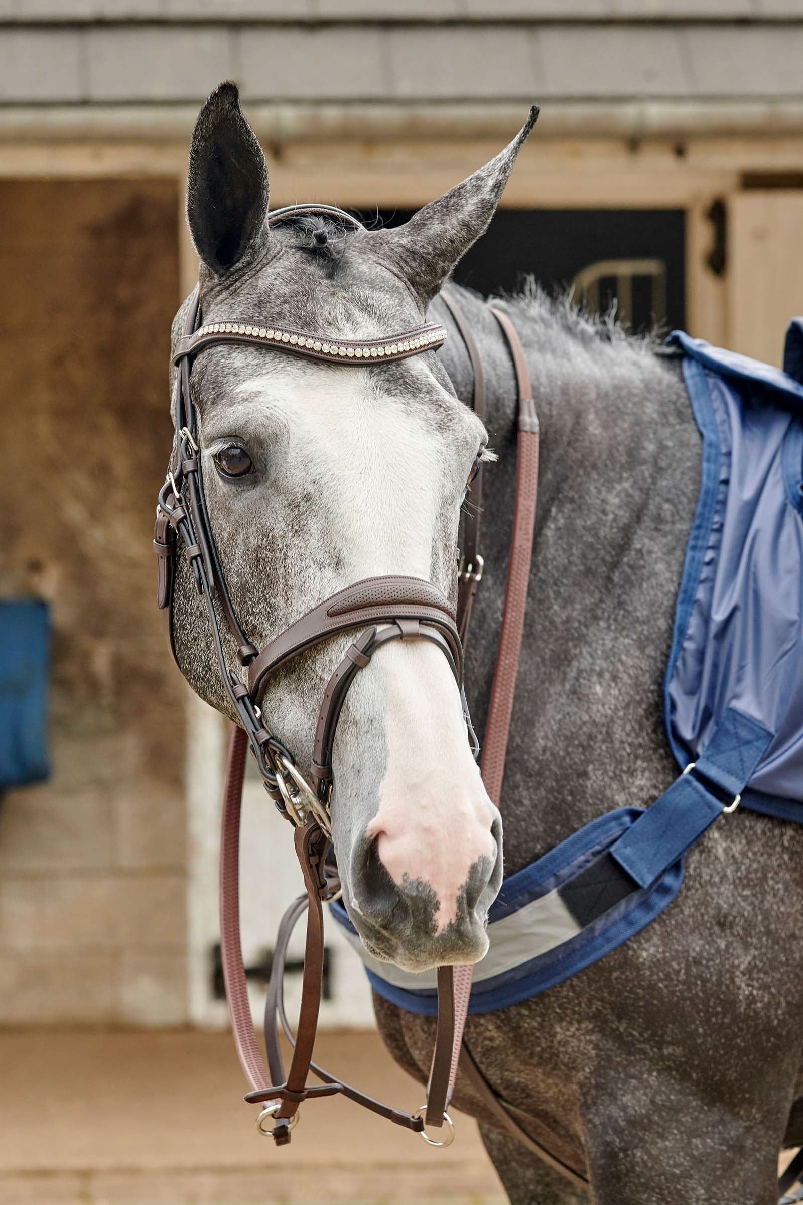 John Whitaker Briglia Bling perforata Chicago Briglie & redini