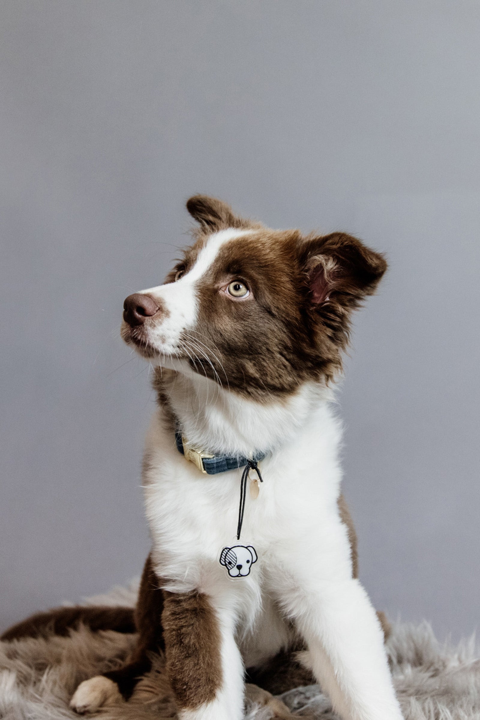 Kentucky Dogwear Collare per cani in velluto Cane