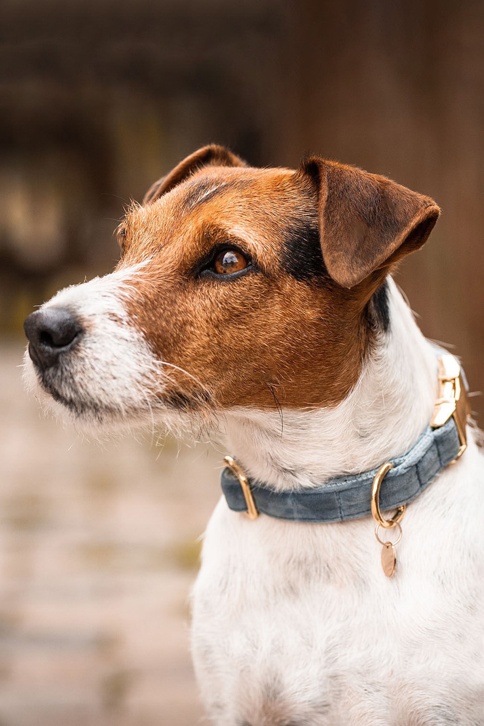 Kentucky Dogwear Collare per cani in velluto Cane