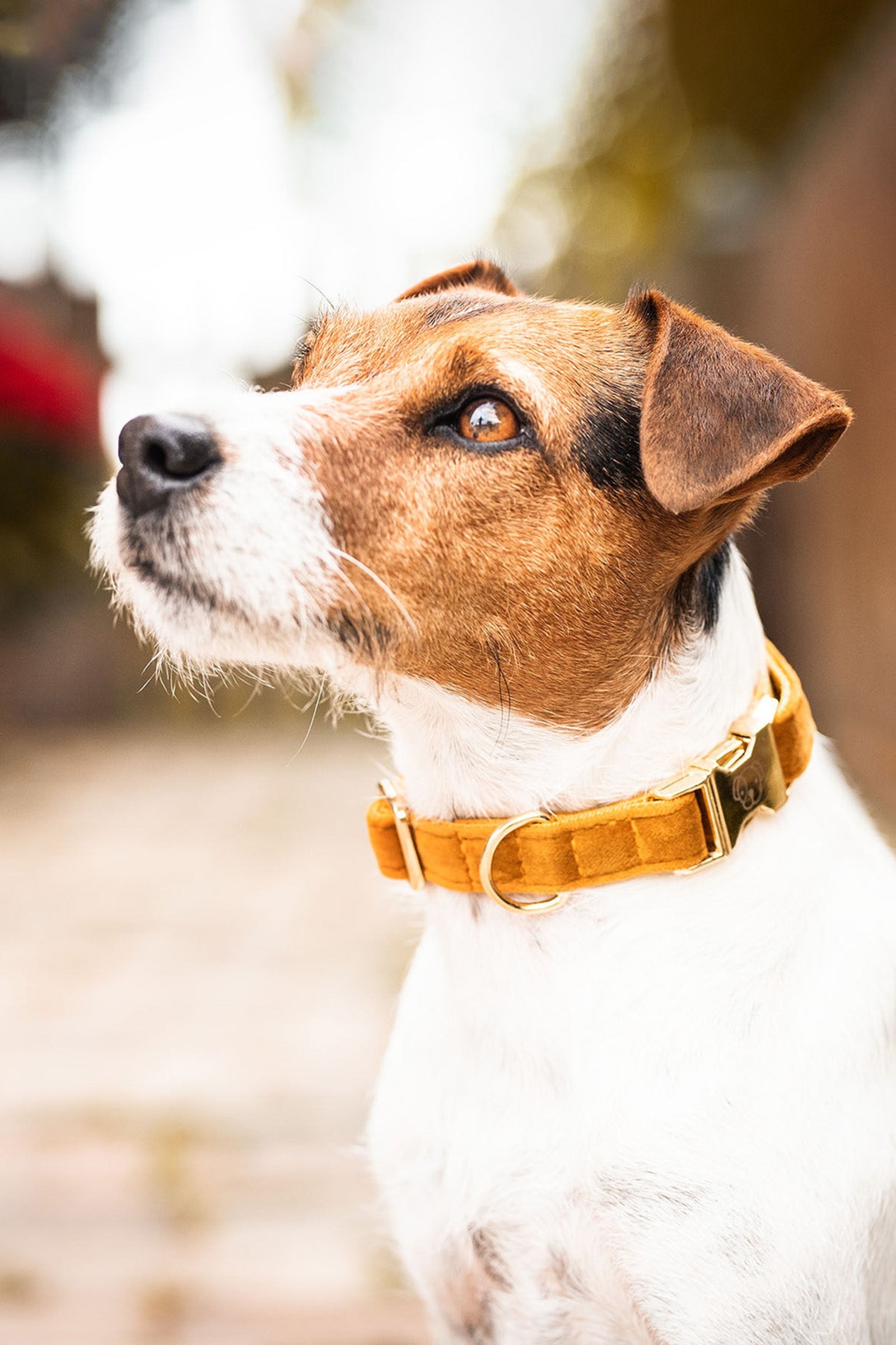 Kentucky Dogwear Collare per cani in velluto Cane