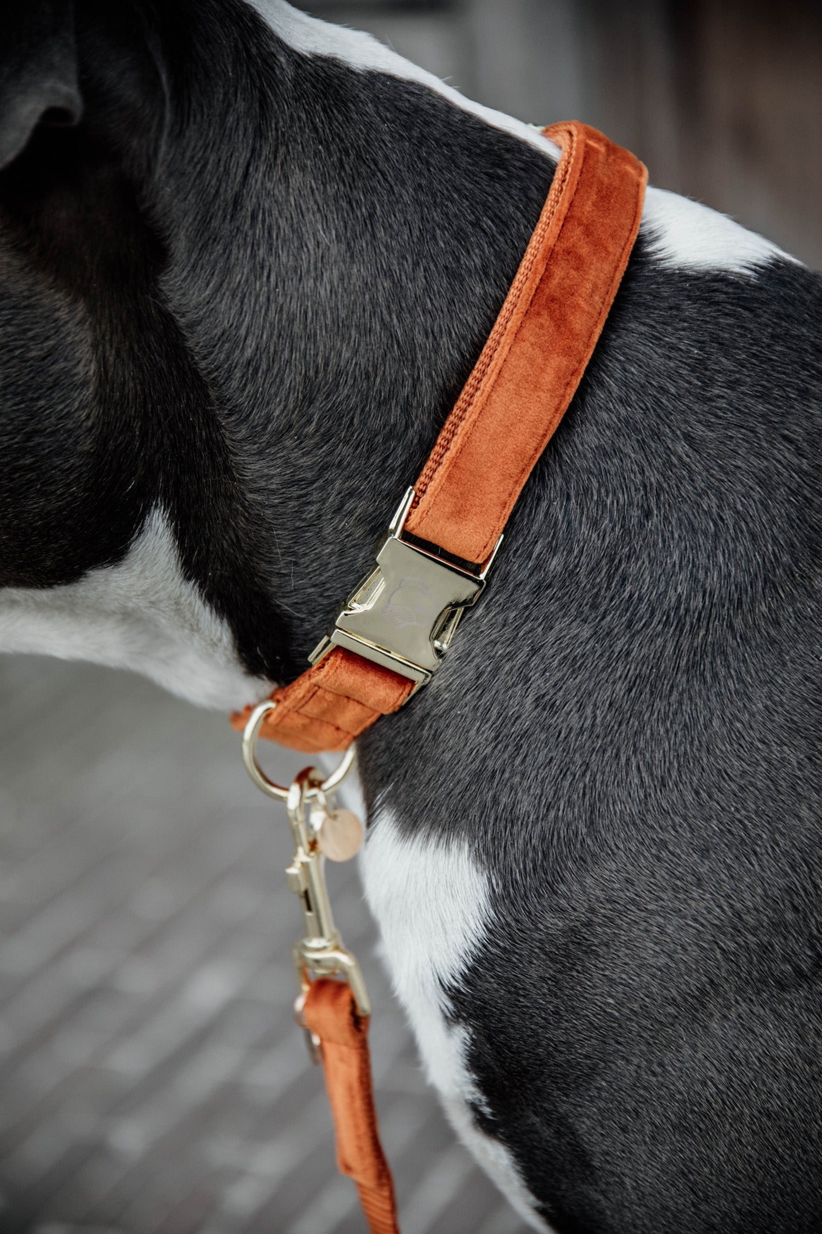 Kentucky Dogwear Dog Collar Velvet Dog Accesories