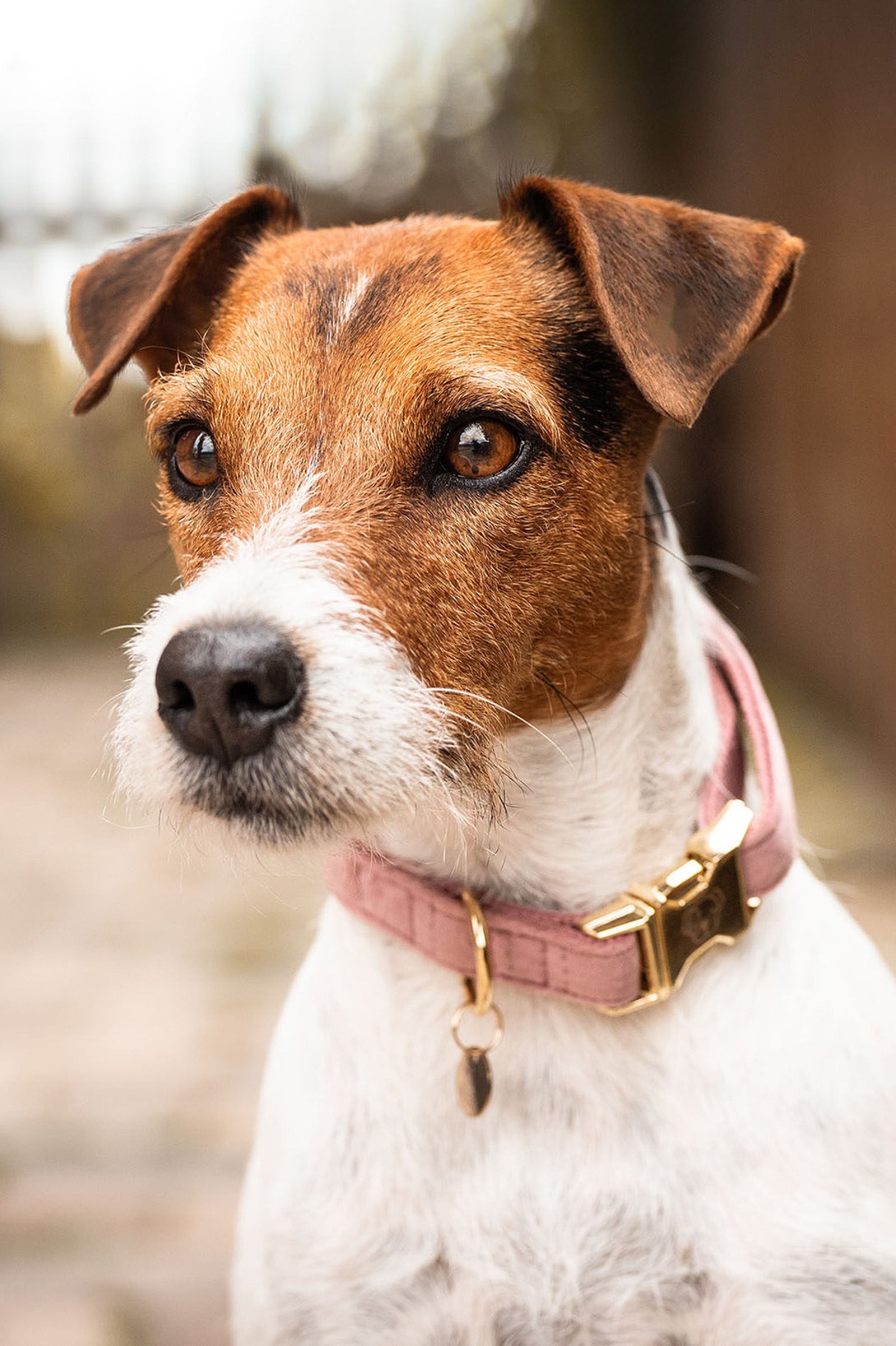 Kentucky Dogwear Collare per cani in velluto Cane