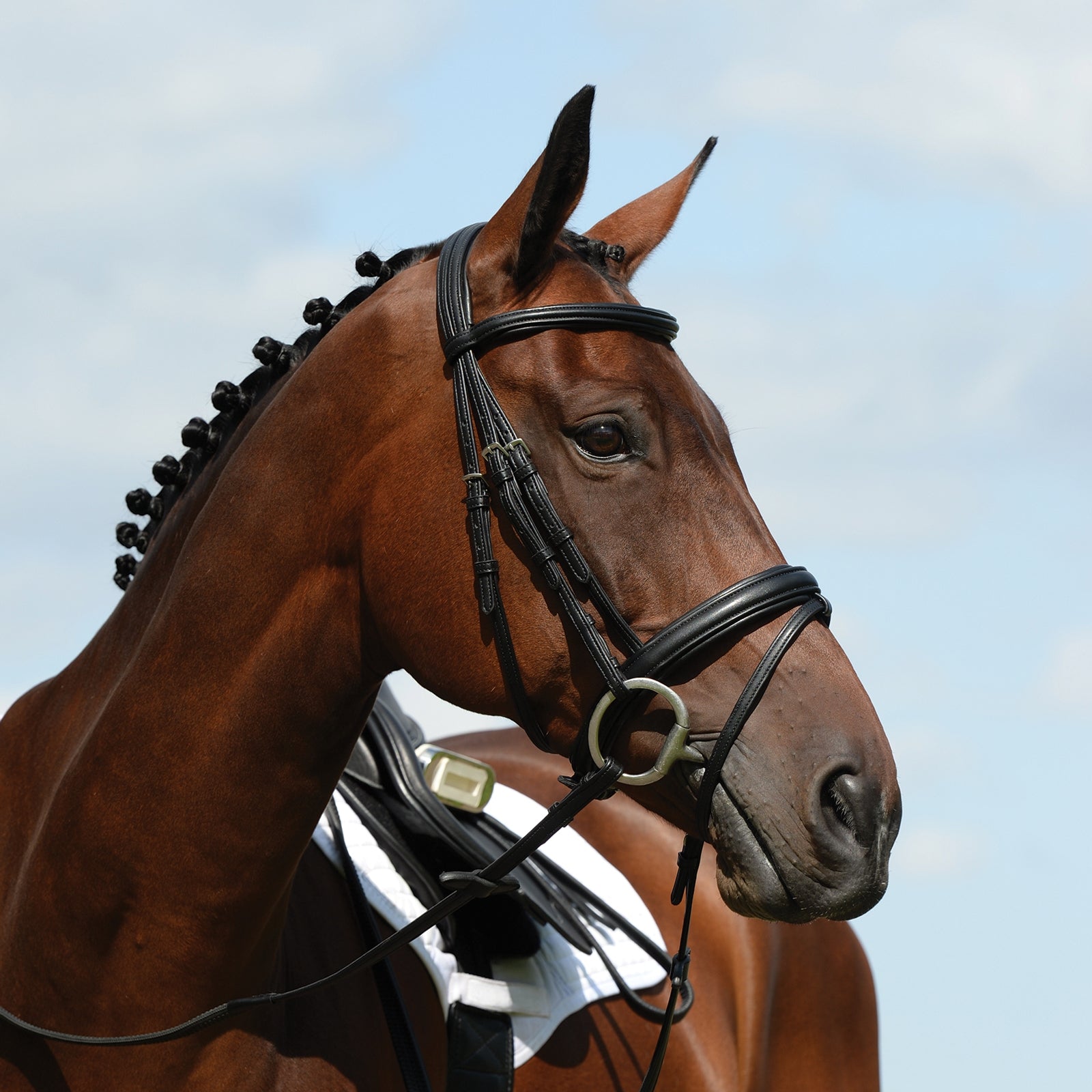 Collegiate Syntovia+ unterlegte Trense Briglie & redini
