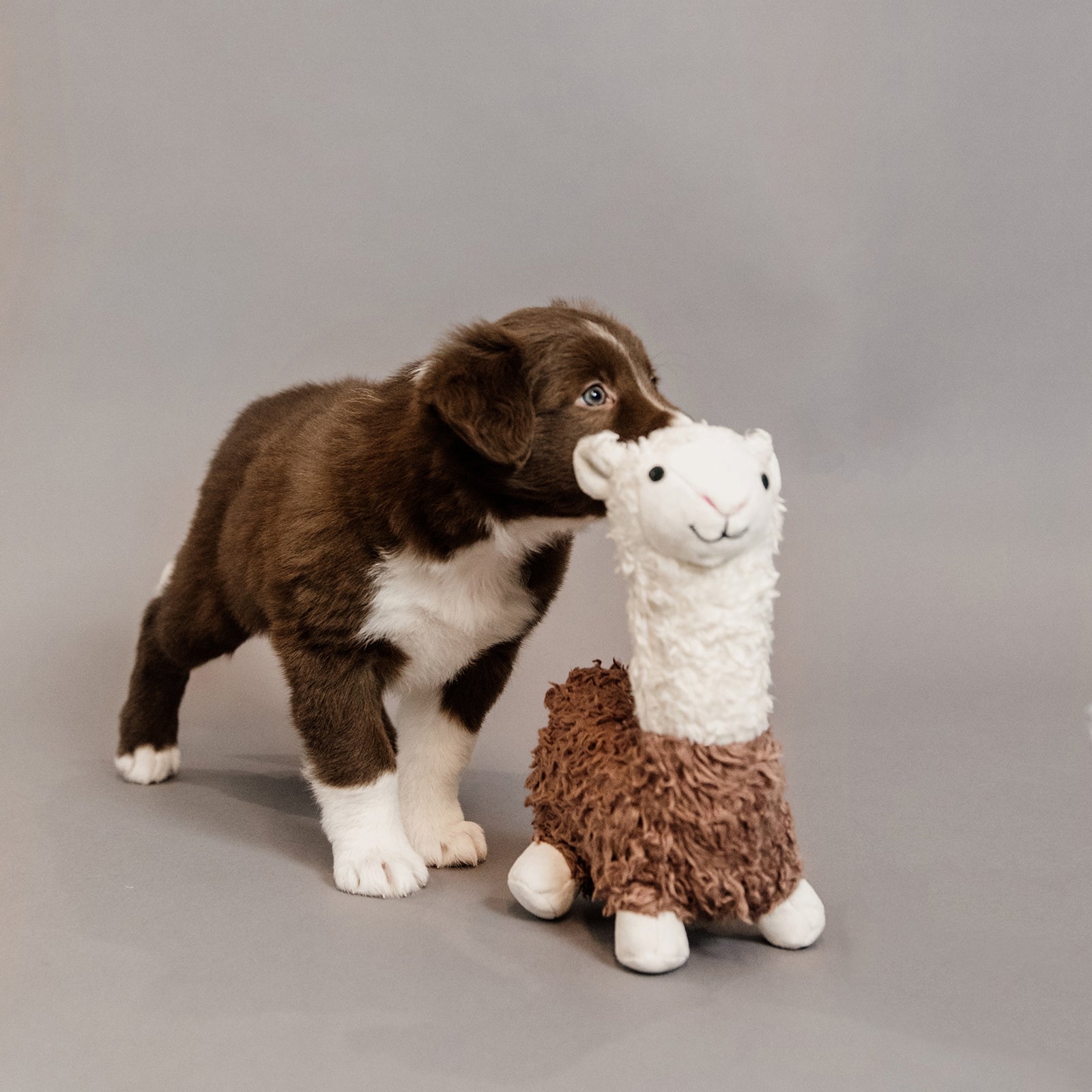 Kentucky Dogwear Alpaca giocattolo per cani Kentucky Dogwear Cane