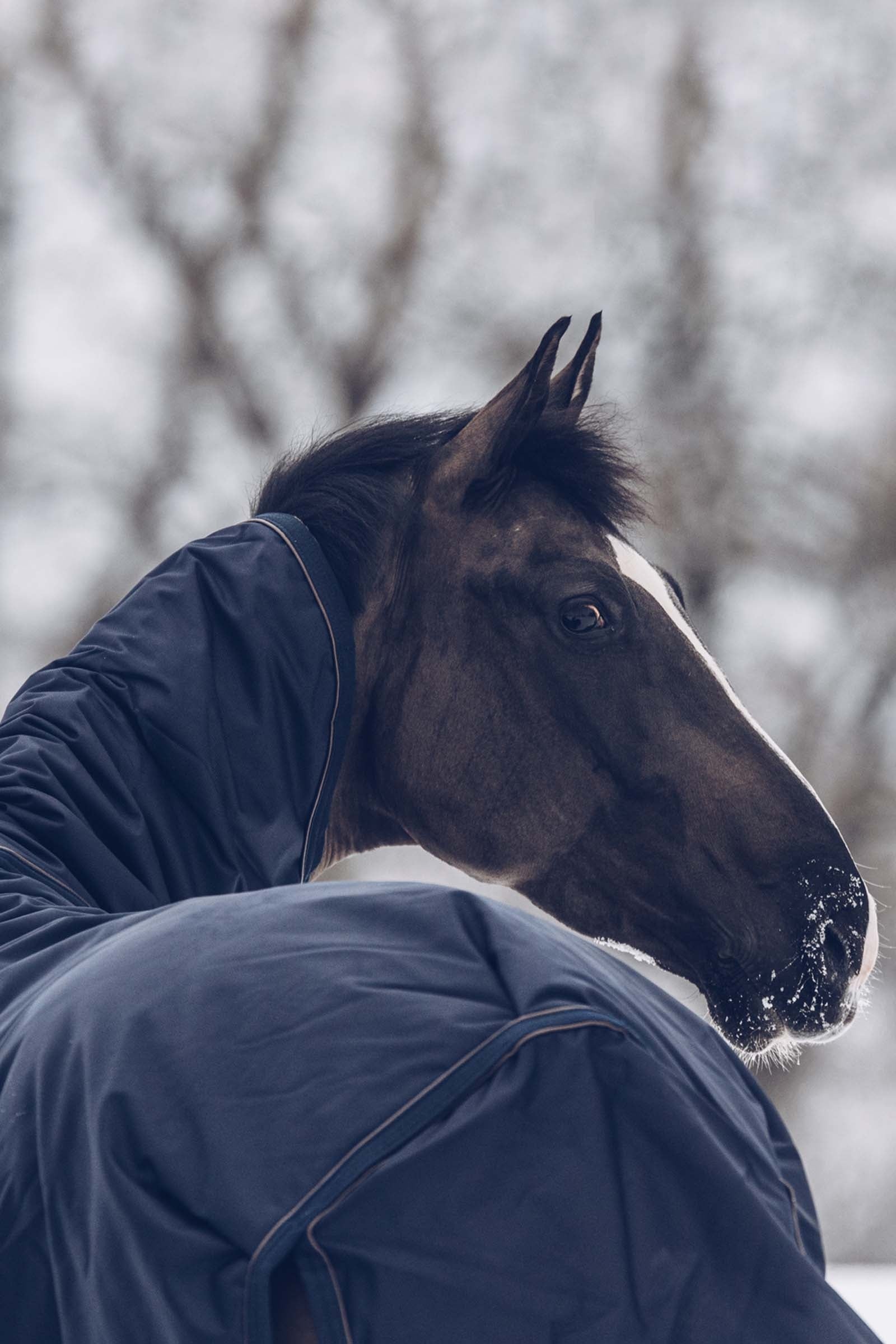 Kentucky Horsewear Turnout Rug All Weather Waterproof Classic, 300g Horse Rugs