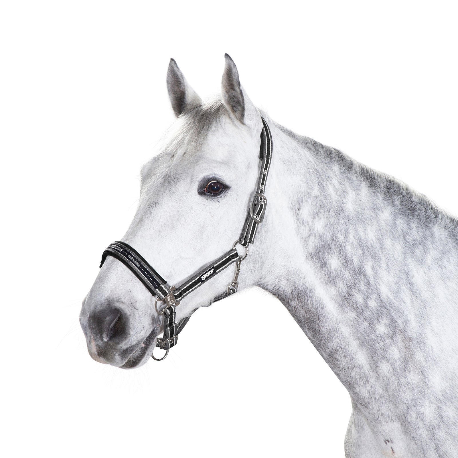 Eskadron Capezza con fibbia ad ardiglione Cavezze e guinsagli