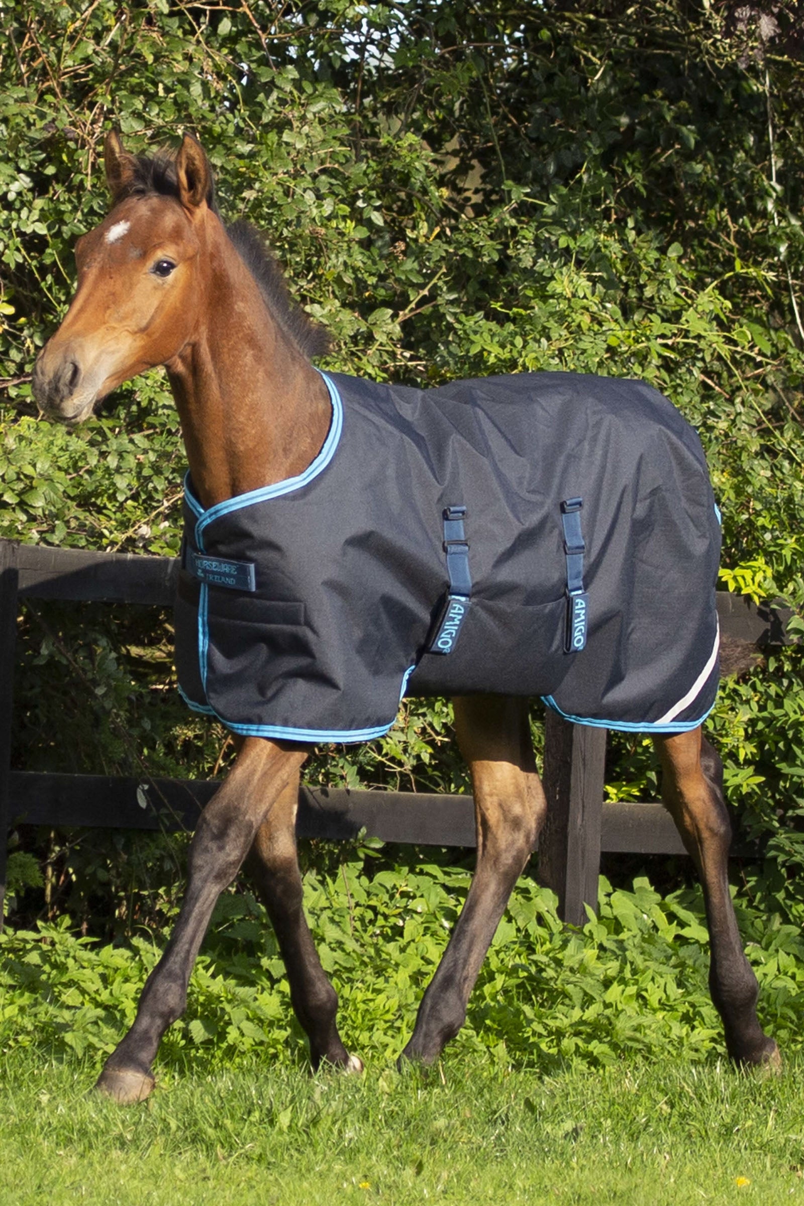 Horseware Coperta per puledro Amigo Ripstop, 200 g Coperte per cavalli
