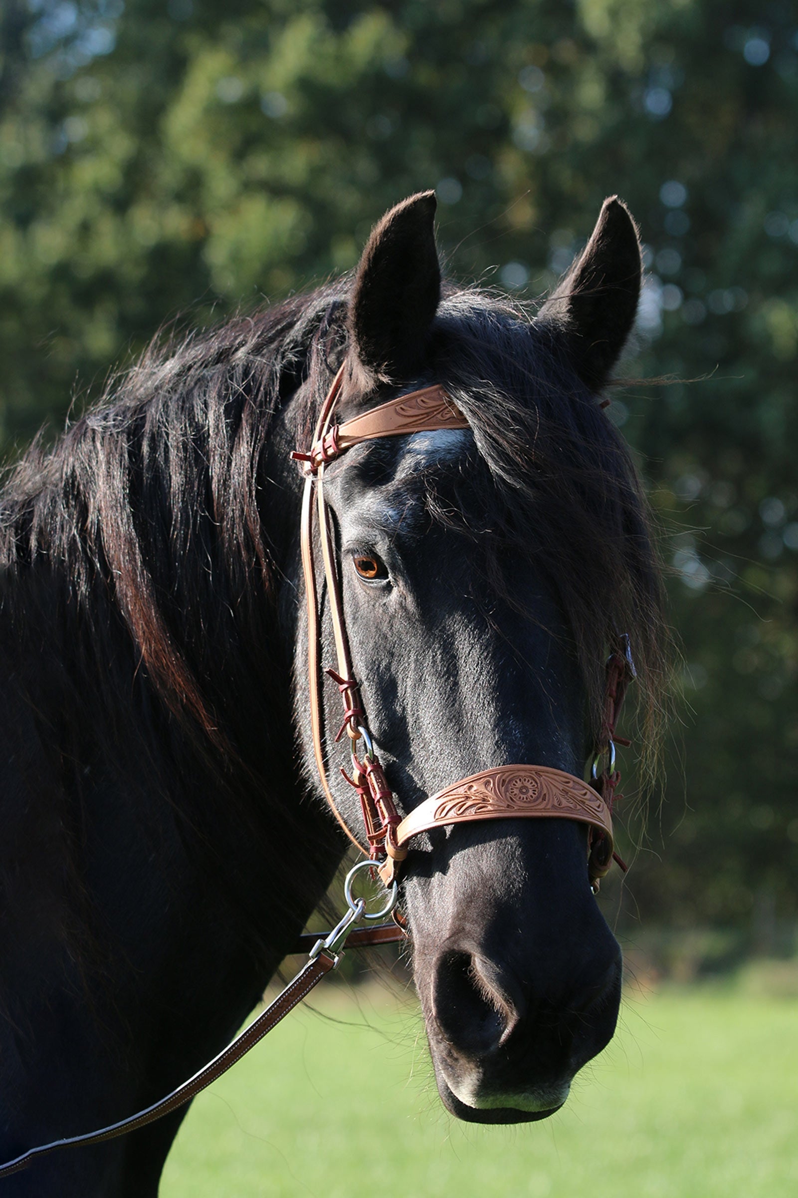 F.R.A. Freedom Riding Articles Diego Bitless Bridle Bridles & Reins