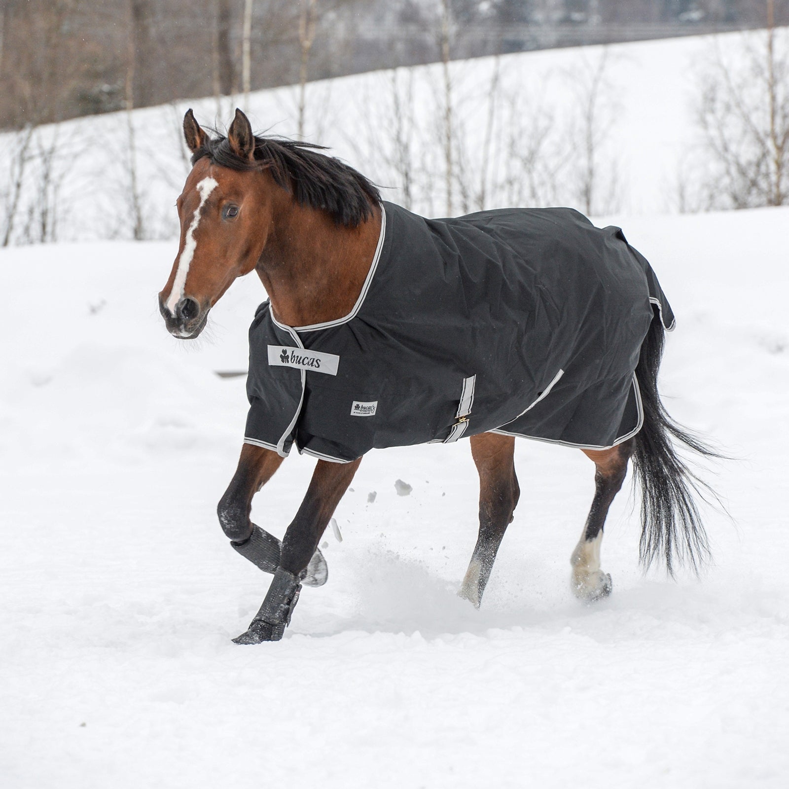 Bucas Anniversary Coperta da turnout leggera SD, 150g Coperte per cavalli