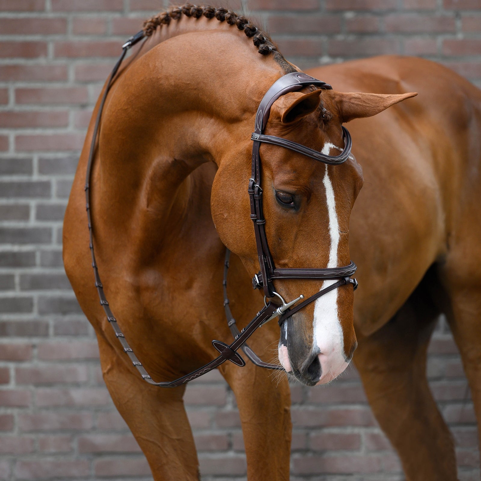 PS of Sweden Stockholm briglia Briglie & redini