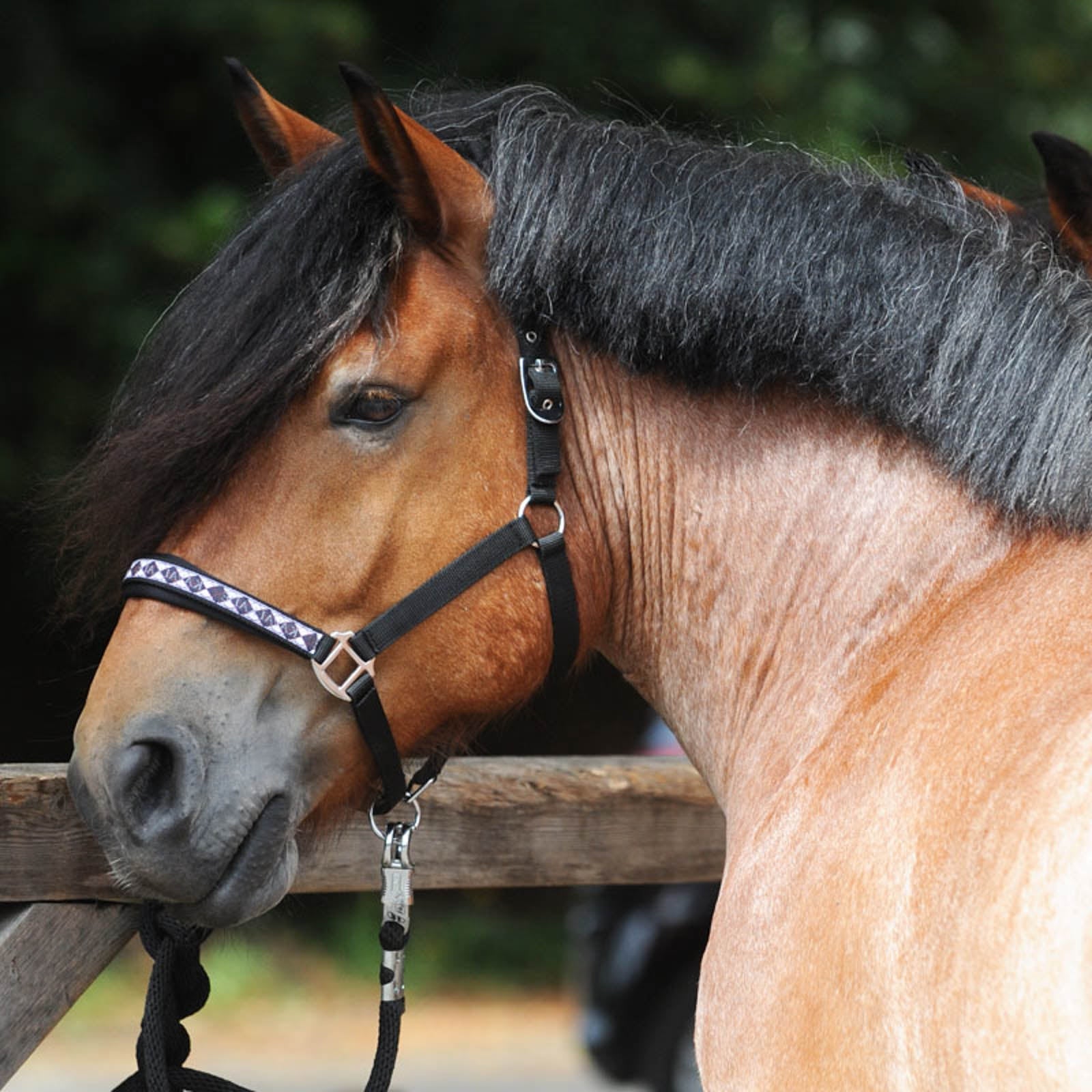 Kavalkade Cavezza classica per cavallo da tiro Cavezze e guinsagli