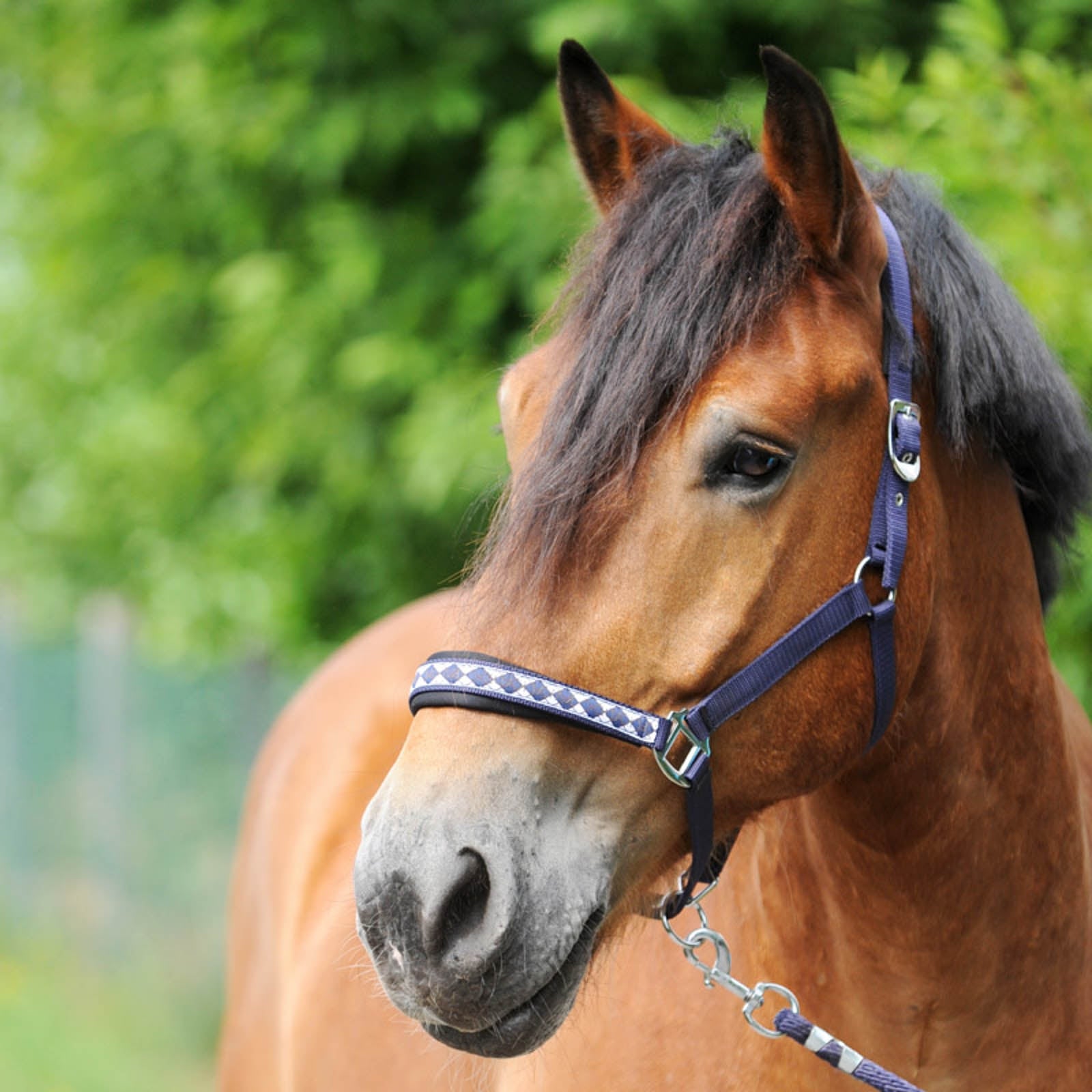 Kavalkade Cavezza classica per cavallo da tiro Cavezze e guinsagli