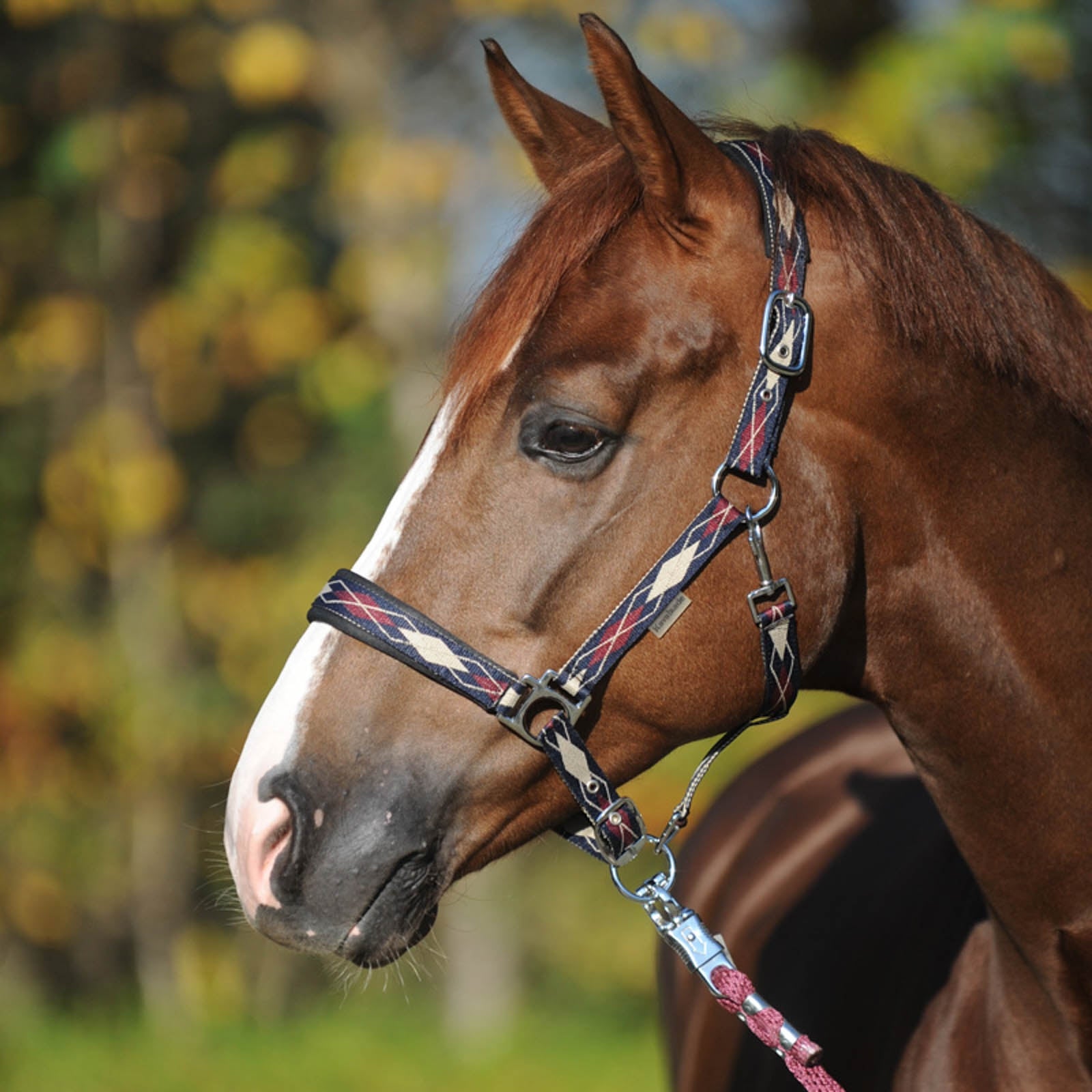 Kavalkade Classic Raute Halter Halters & Leads