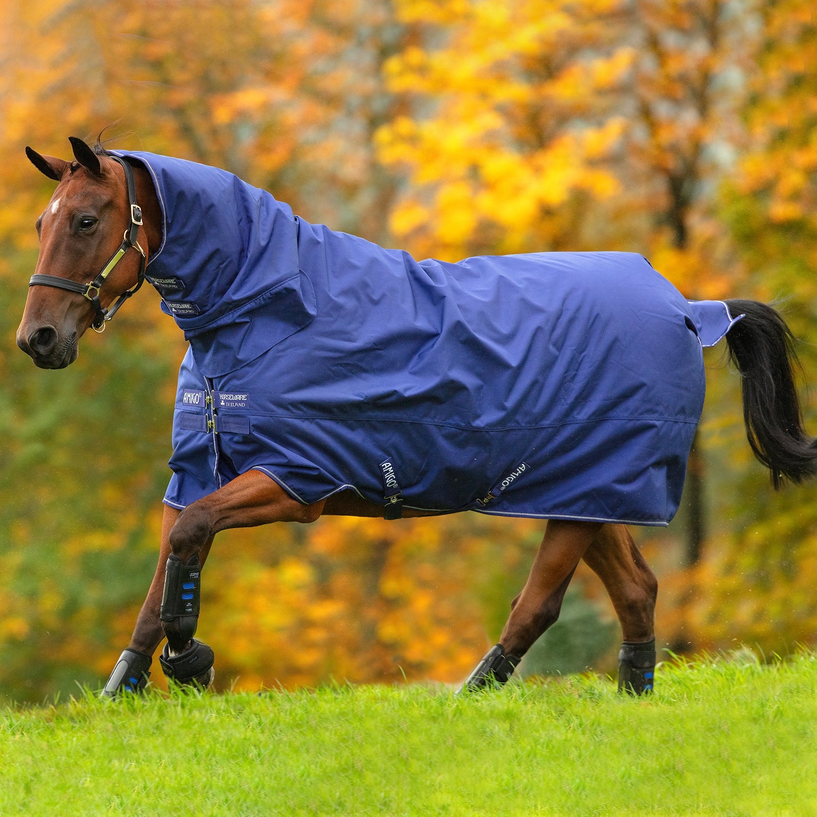 Horseware Amigo Hero 900 All-In-One Turnout incl. Cappuccio integrato, 200g Coperte per cavalli