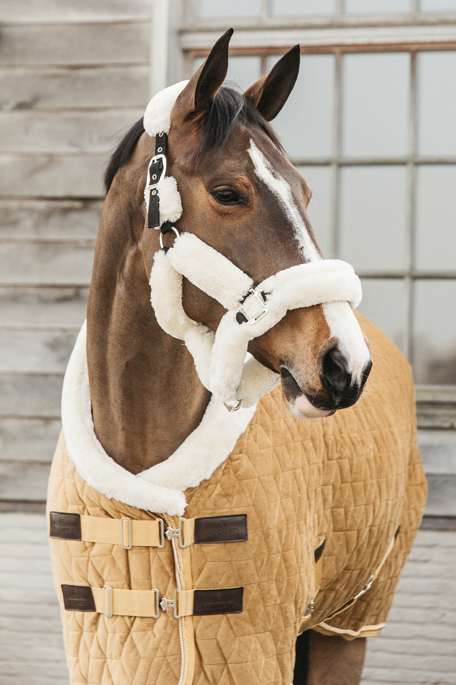 Kentucky Horsewear Coperta da concorso Velvet per pony, 160 gr Coperte per cavalli