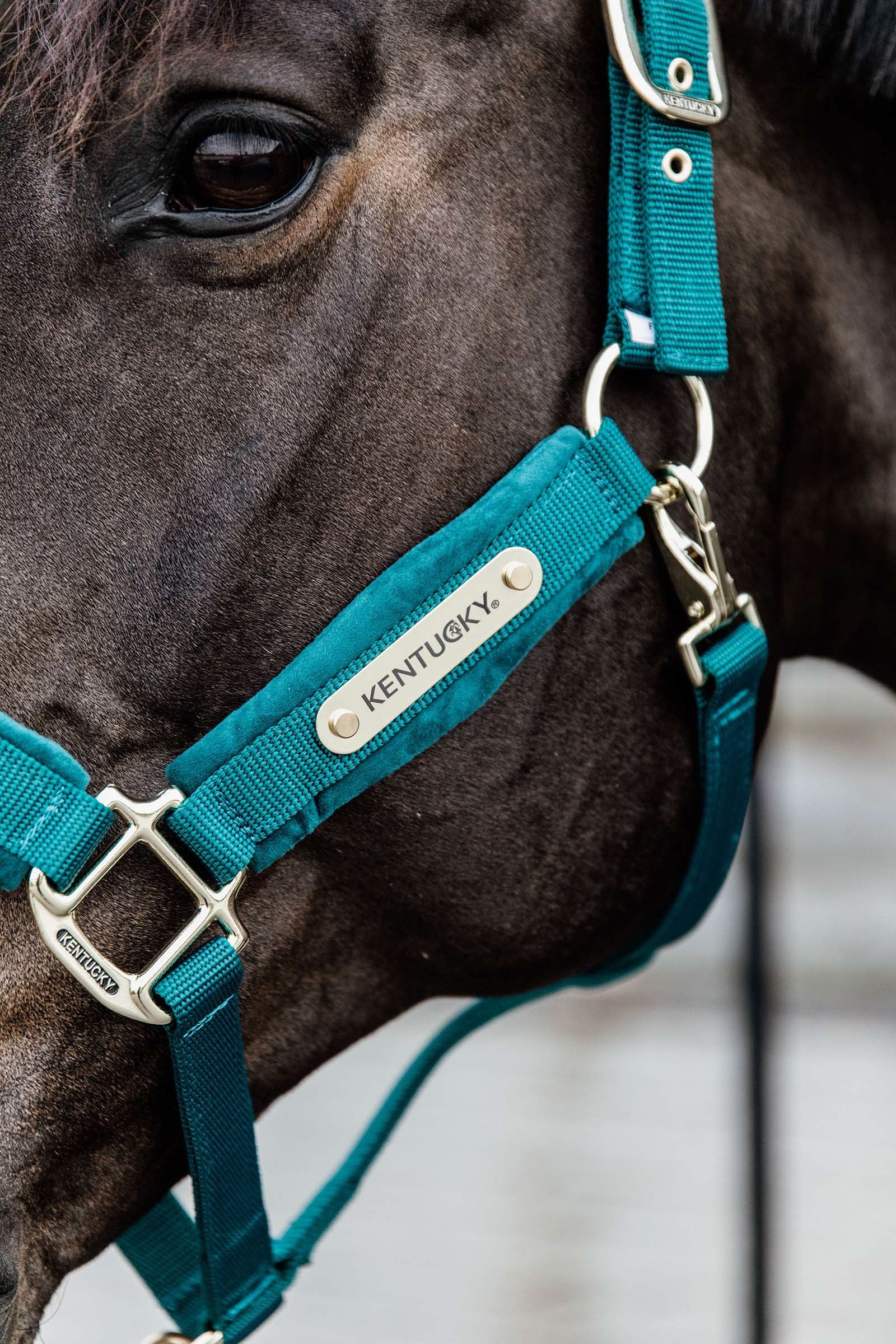 Kentucky Horsewear Velvet Halter Halters & Leads
