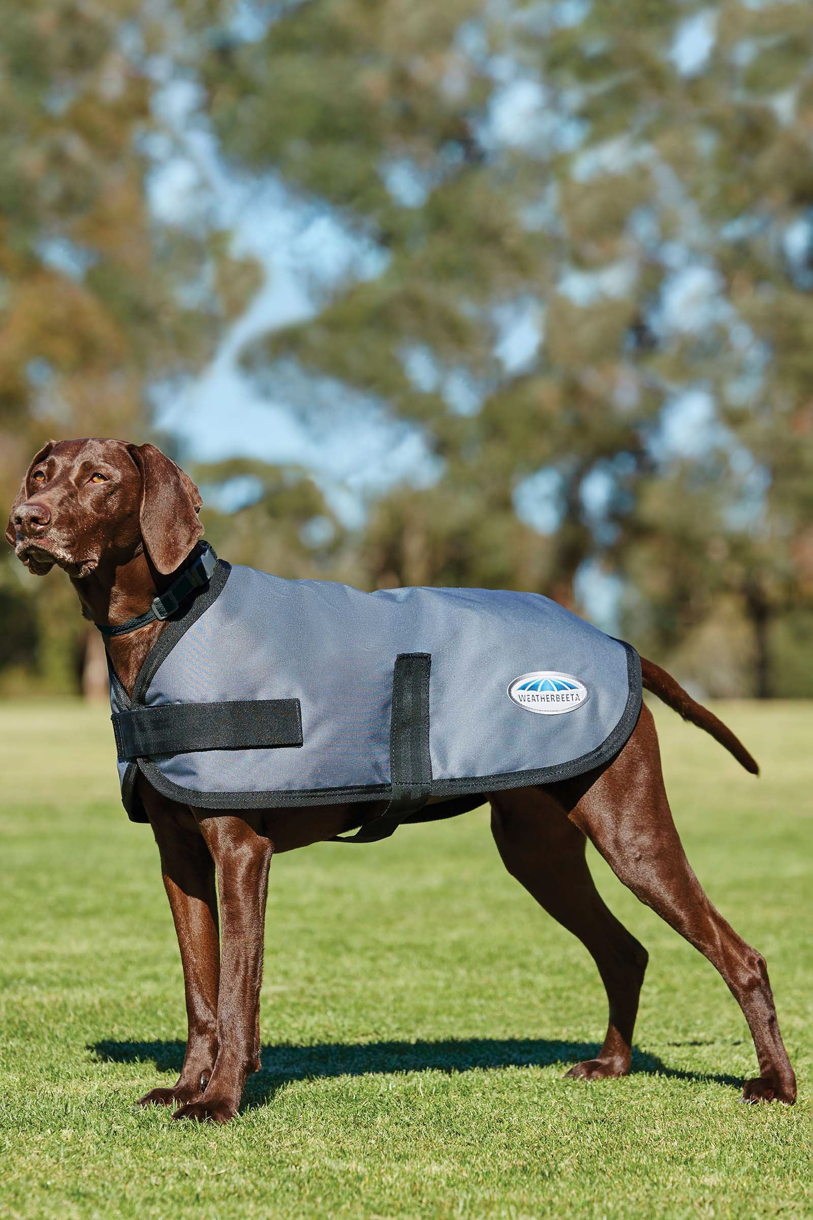 Weatherbeeta Comfitec Cappotto per cani classico (25-40 cm) Cane