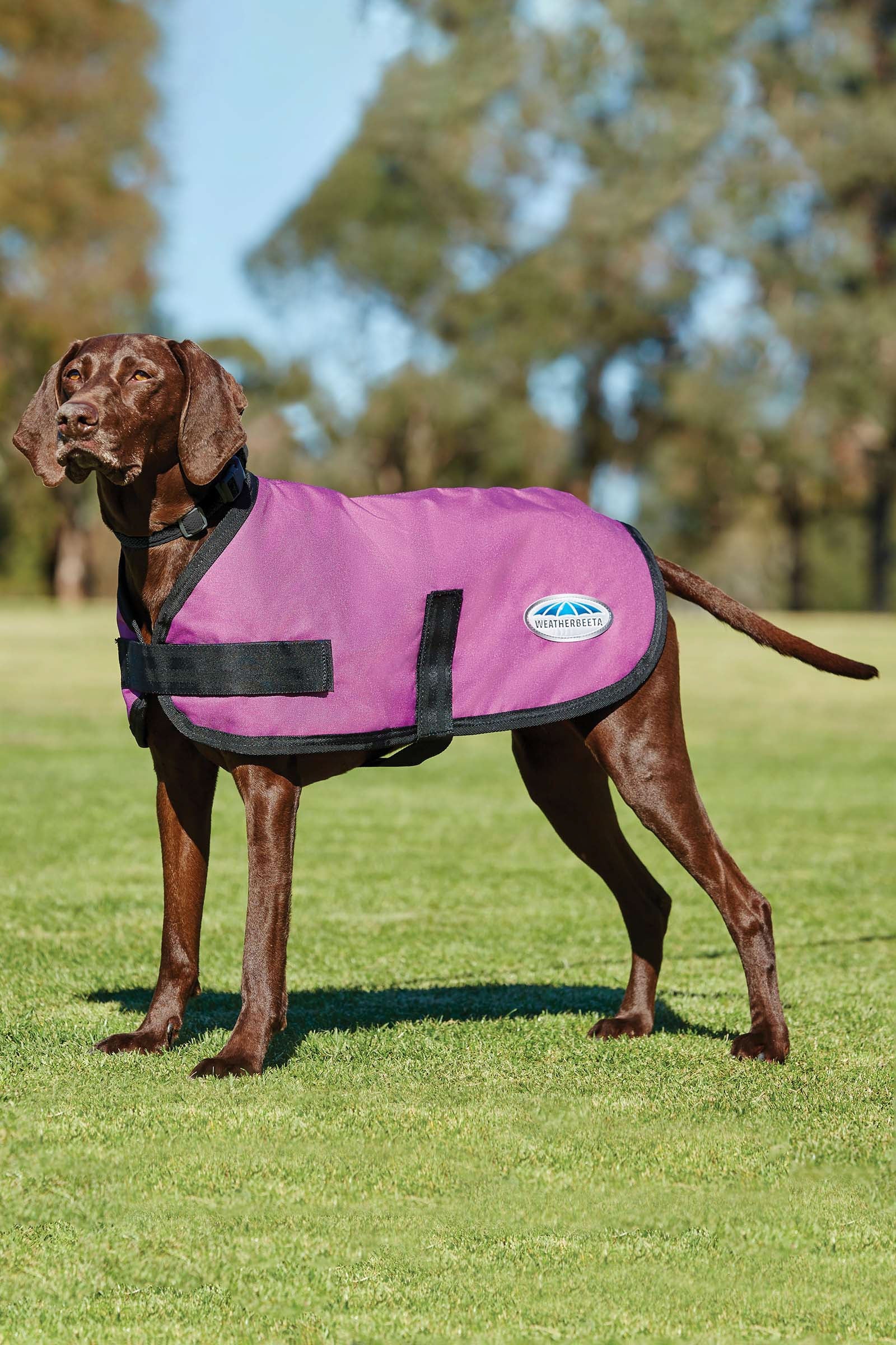 Weatherbeeta Comfitec Cappotto per cani classico (25-40 cm) Cane