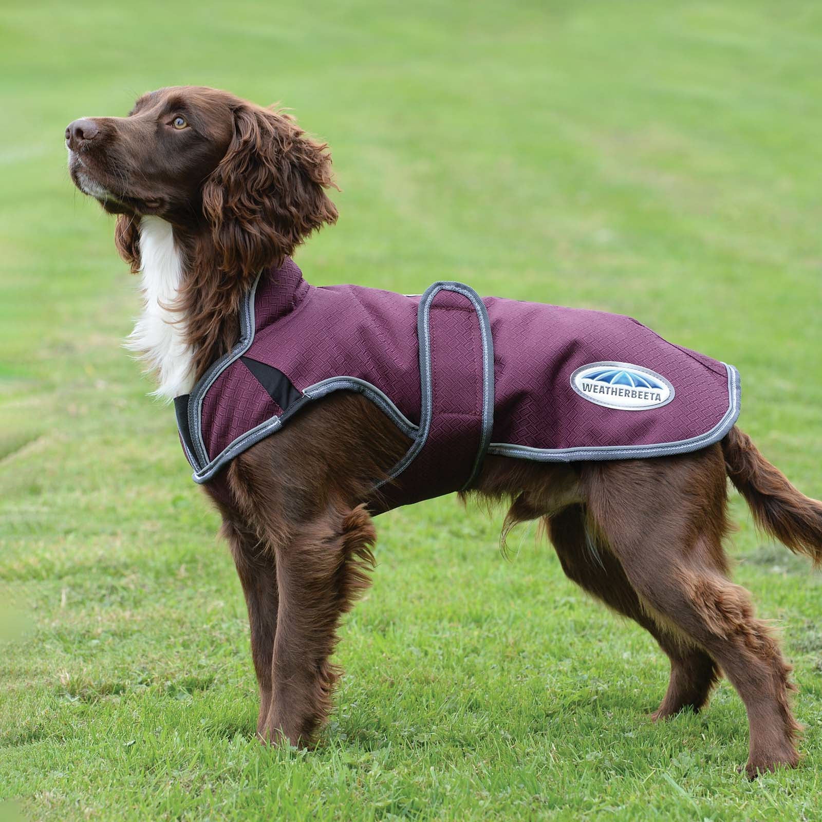 Weatherbeeta Comfitec Premier Free Cappotto per cani Parka Deluxe, 220 gr Cane