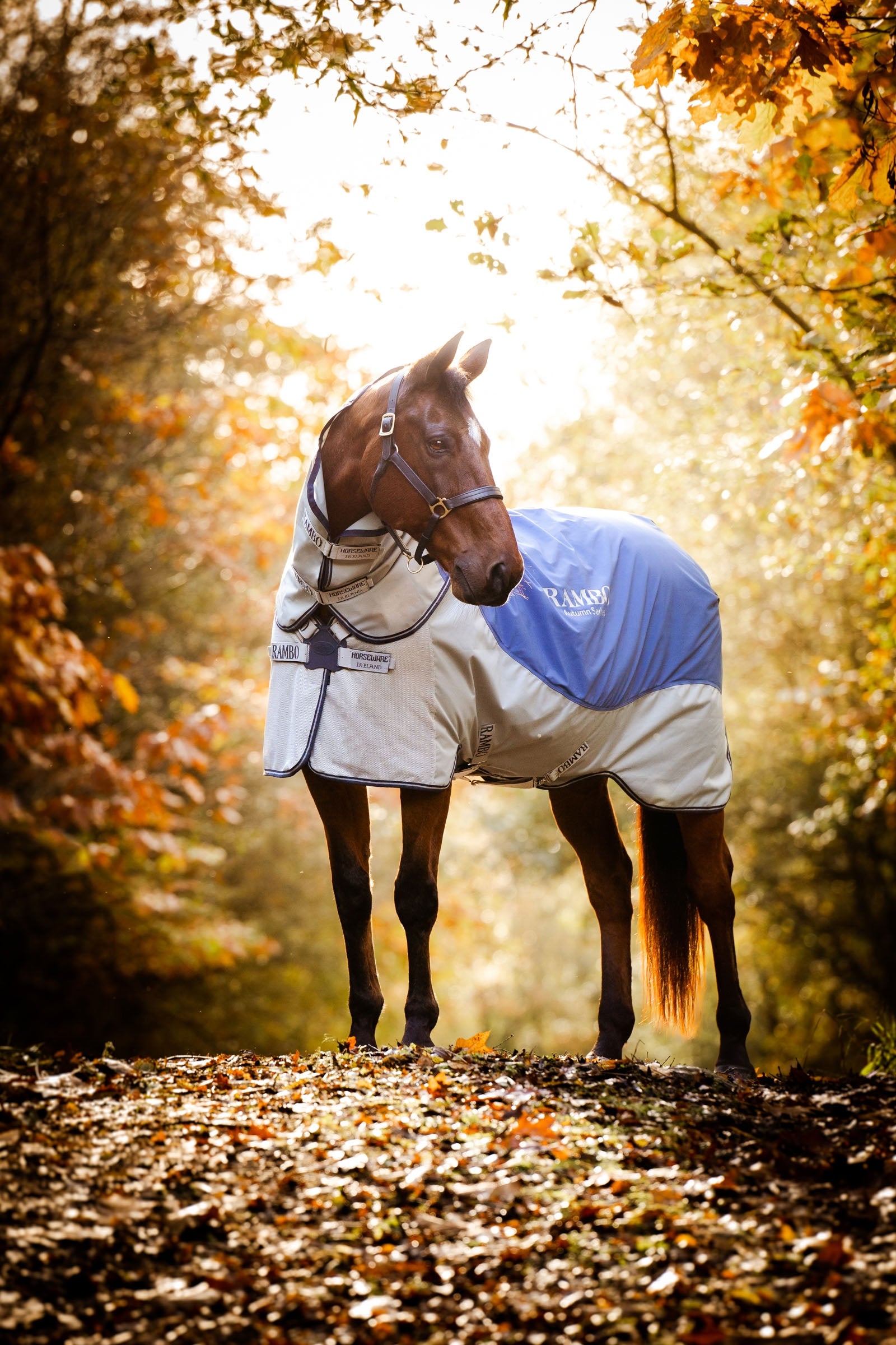 HORSEWARE COPERTA ANTISUDORE RAMBO AIRMAX COOLER DISC FRONT In Prodotti - 11