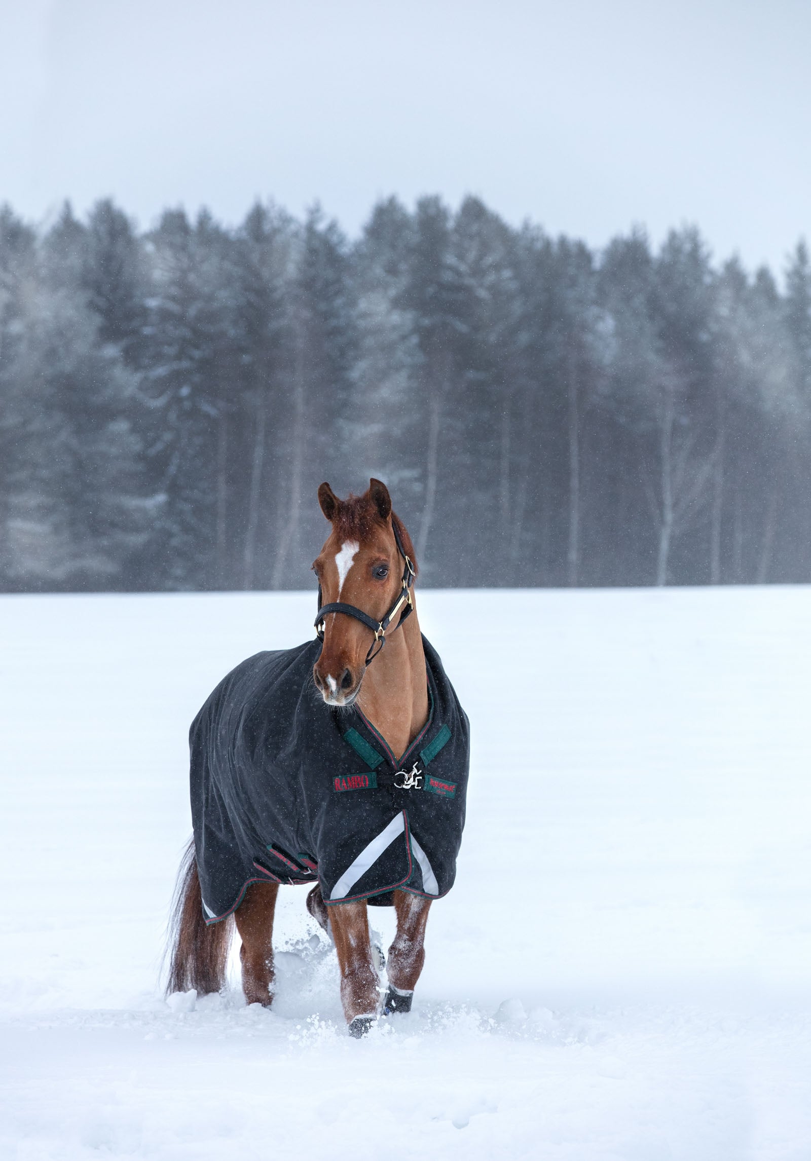 Horseware Rambo Wug Coperta da turnout pesante, 400 gr Coperte per cavalli
