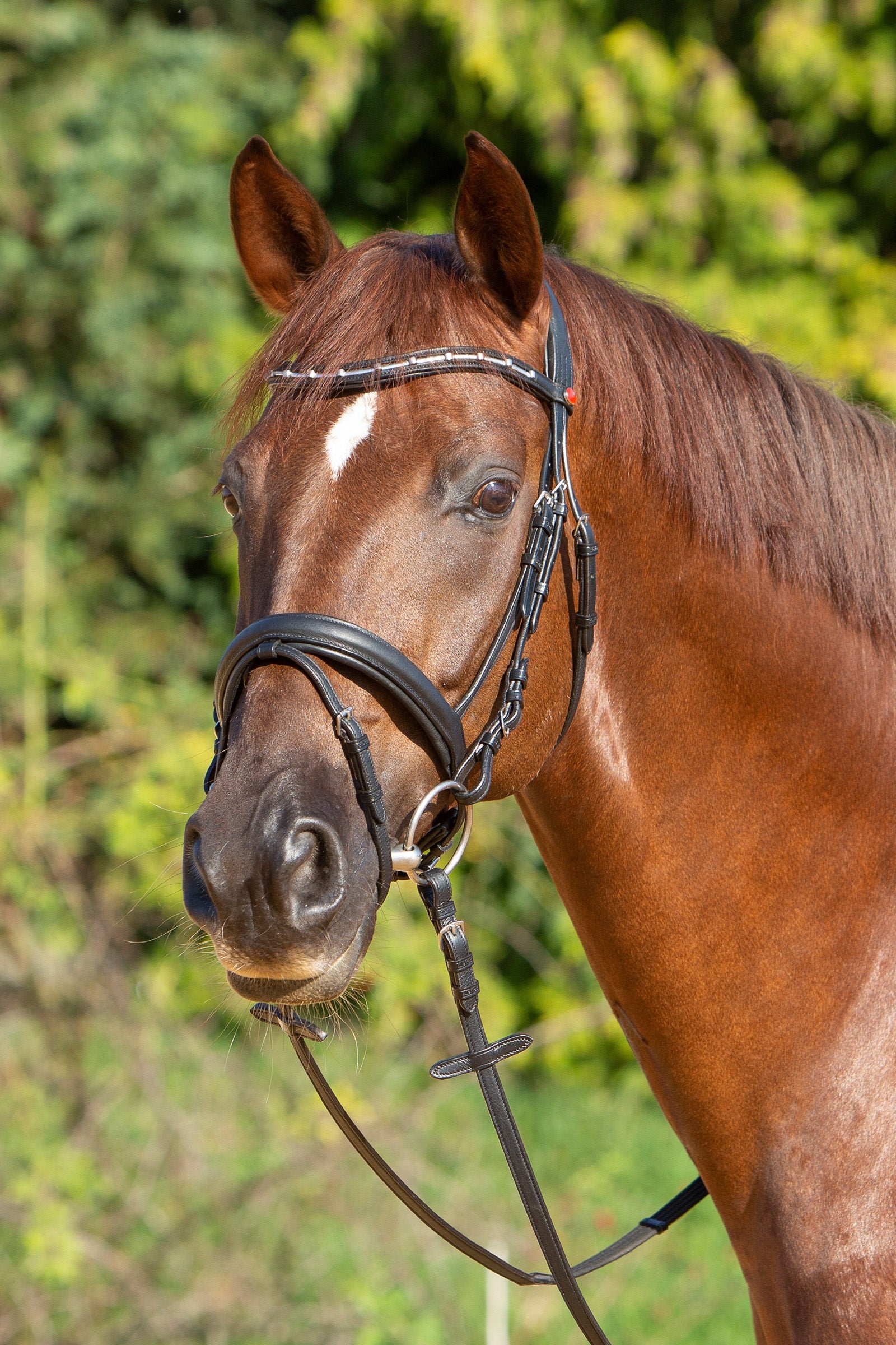 Kieffer Ultrasoft® Economy II Bridle Bridles & Reins