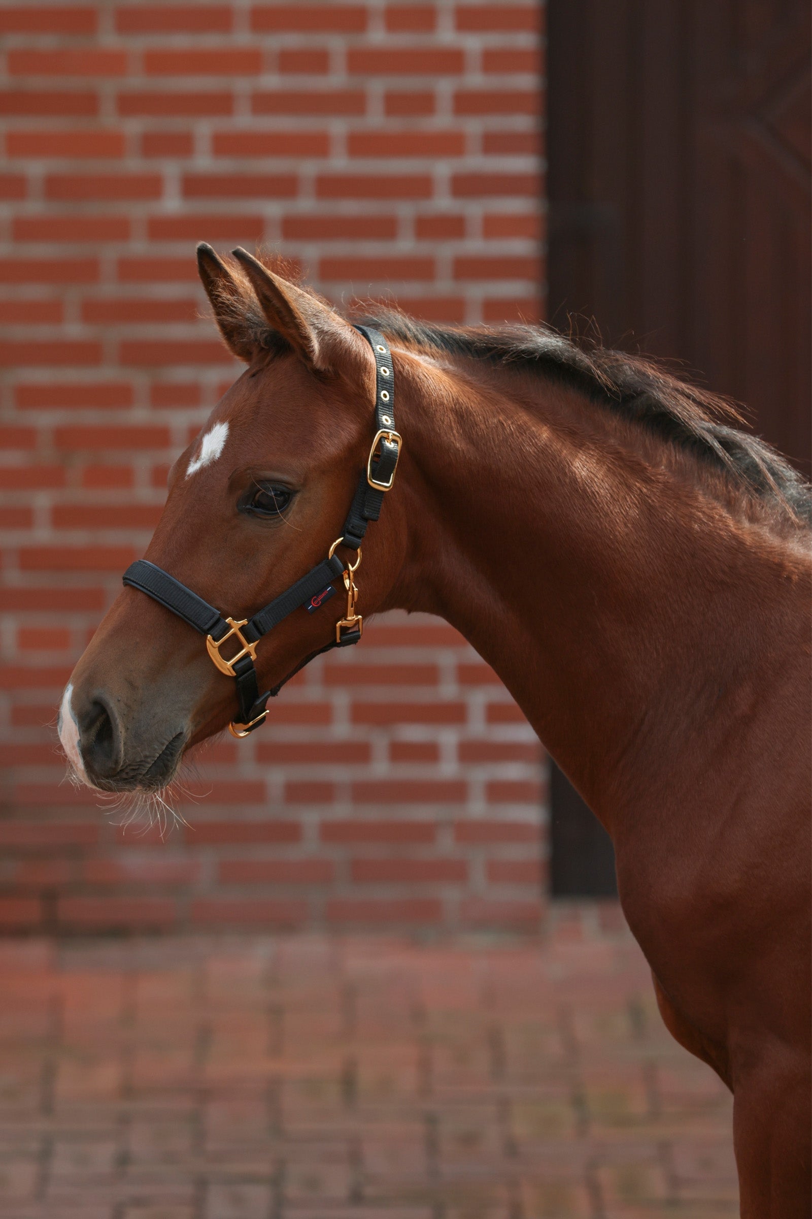 Covalliero TopLine Cavezza per puledri Cavezze e guinsagli