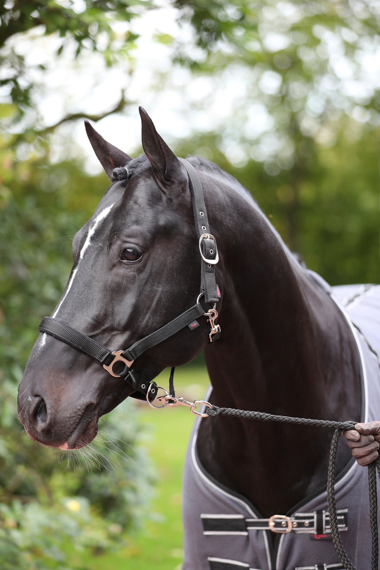 Covalliero Dexter Cavezza con base in pile Cavezze e guinsagli