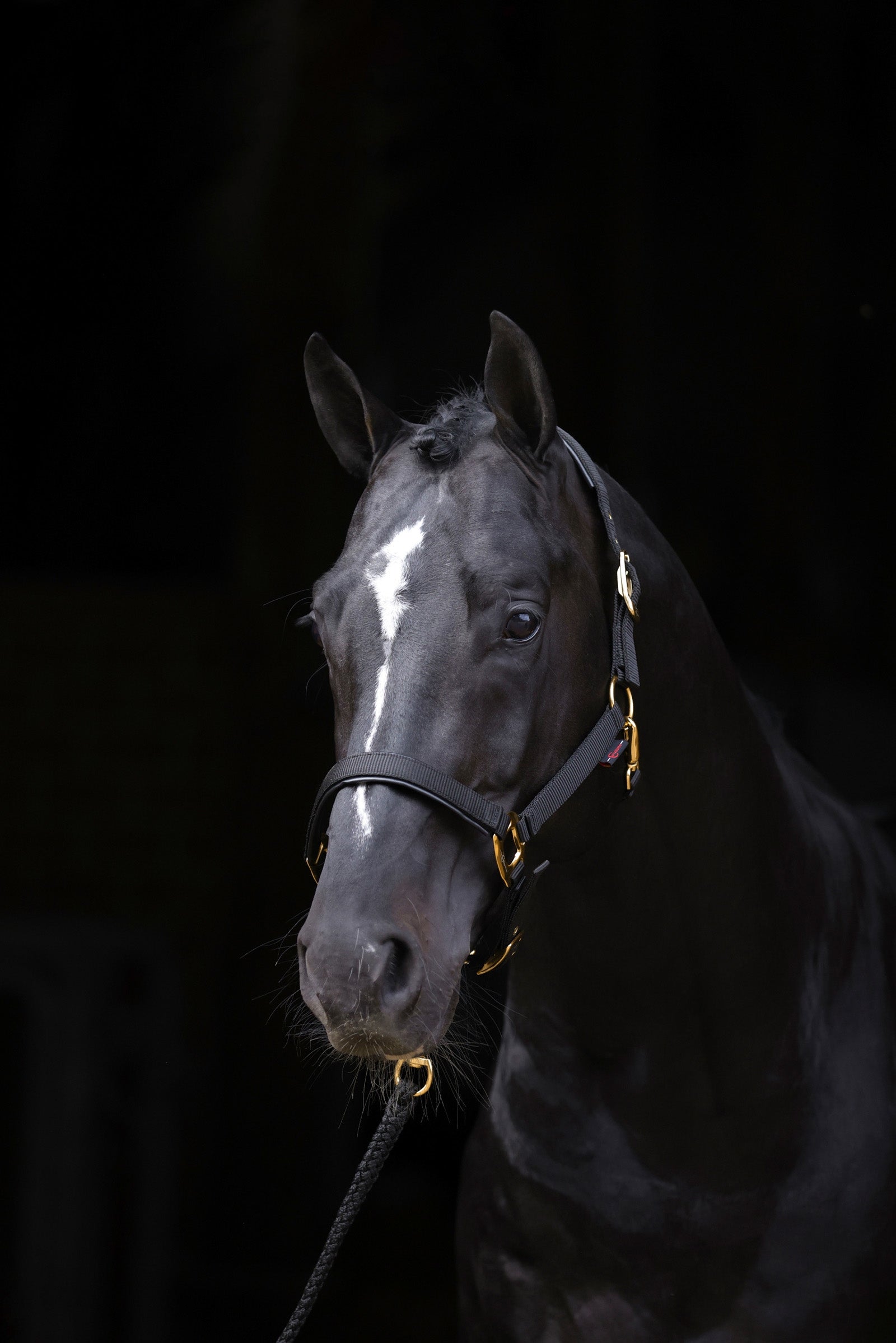 Covalliero TopLine Cavezza Cavezze e guinsagli