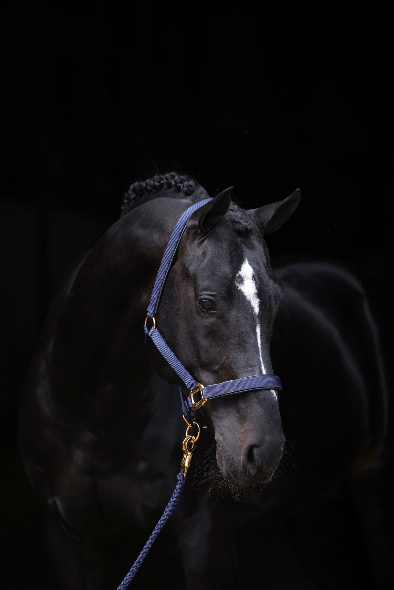 Covalliero TopLine Cavezza Cavezze e guinsagli