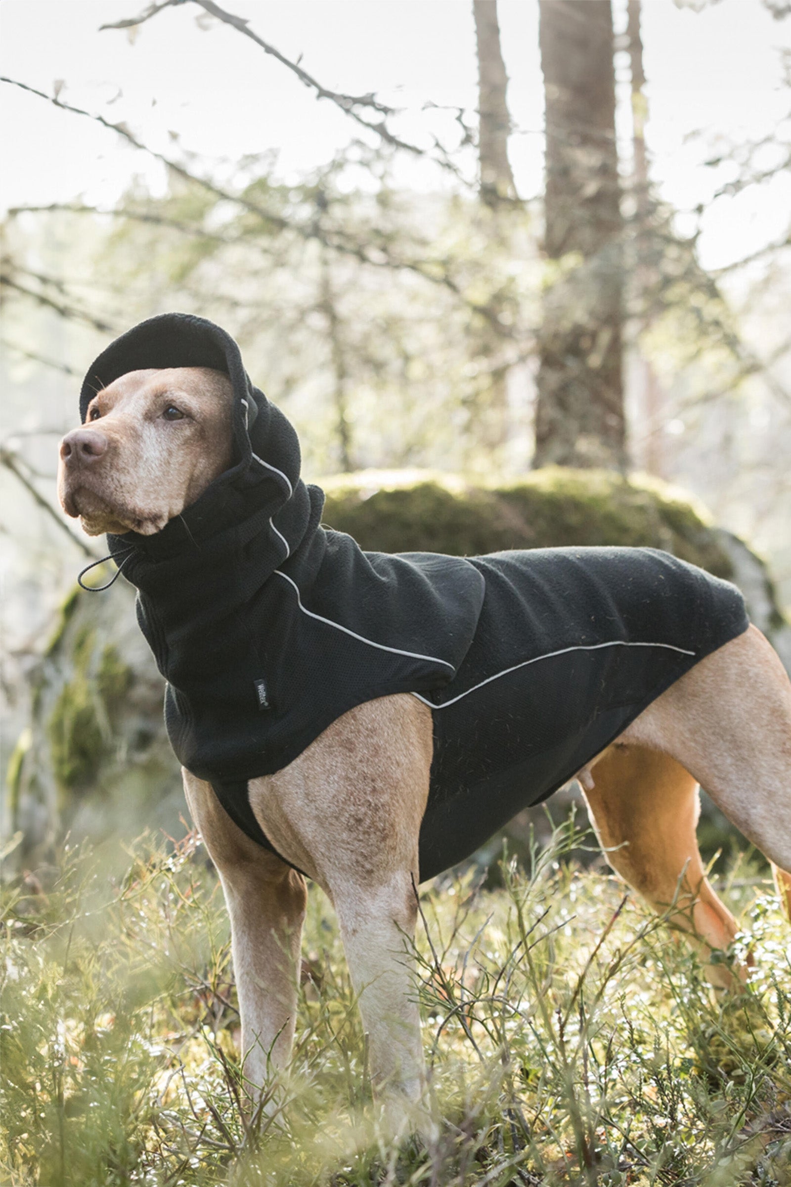 Back on Track Benji Scaldacollo per cani Cane