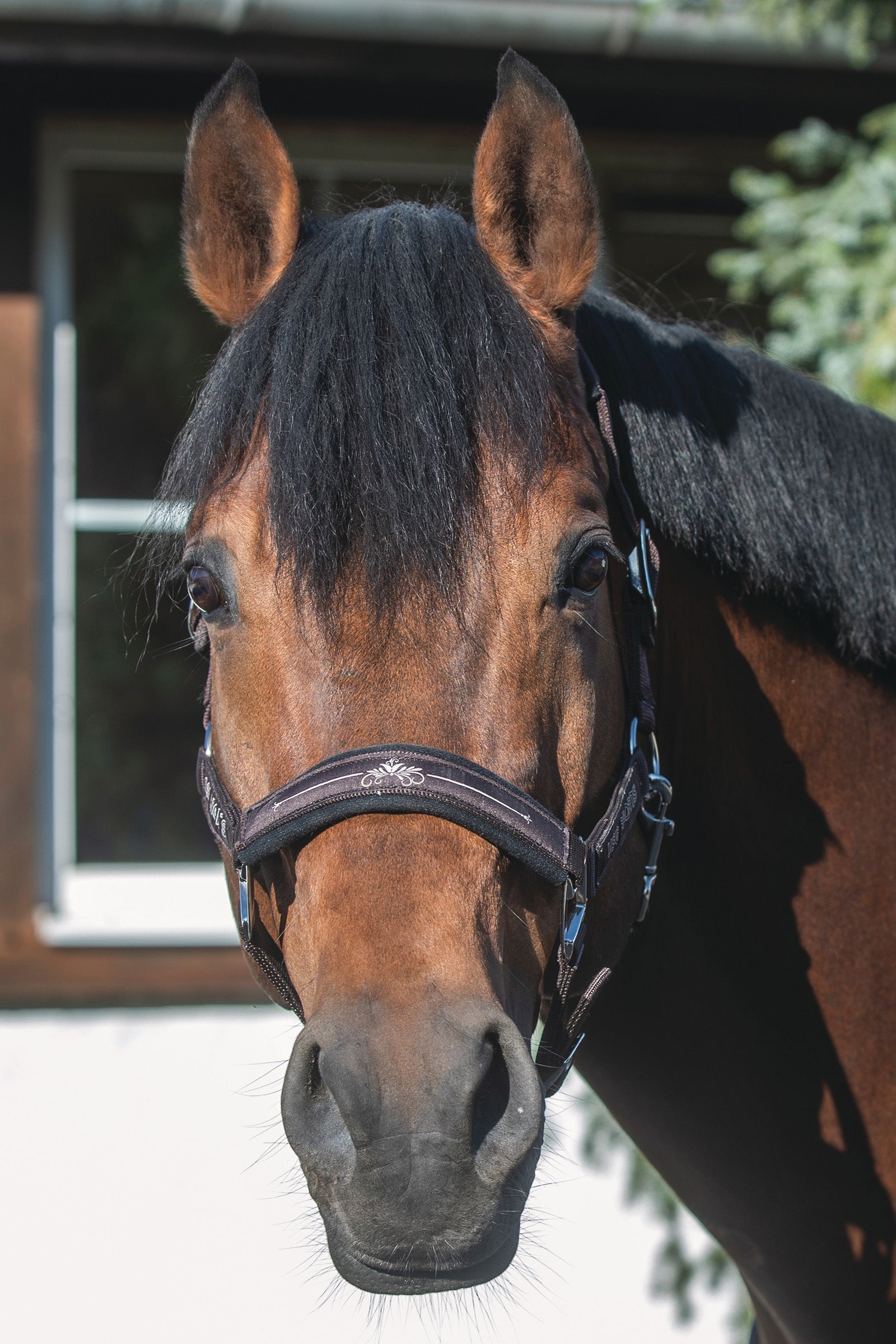 USG Rosi Capezza Cavezze e guinsagli
