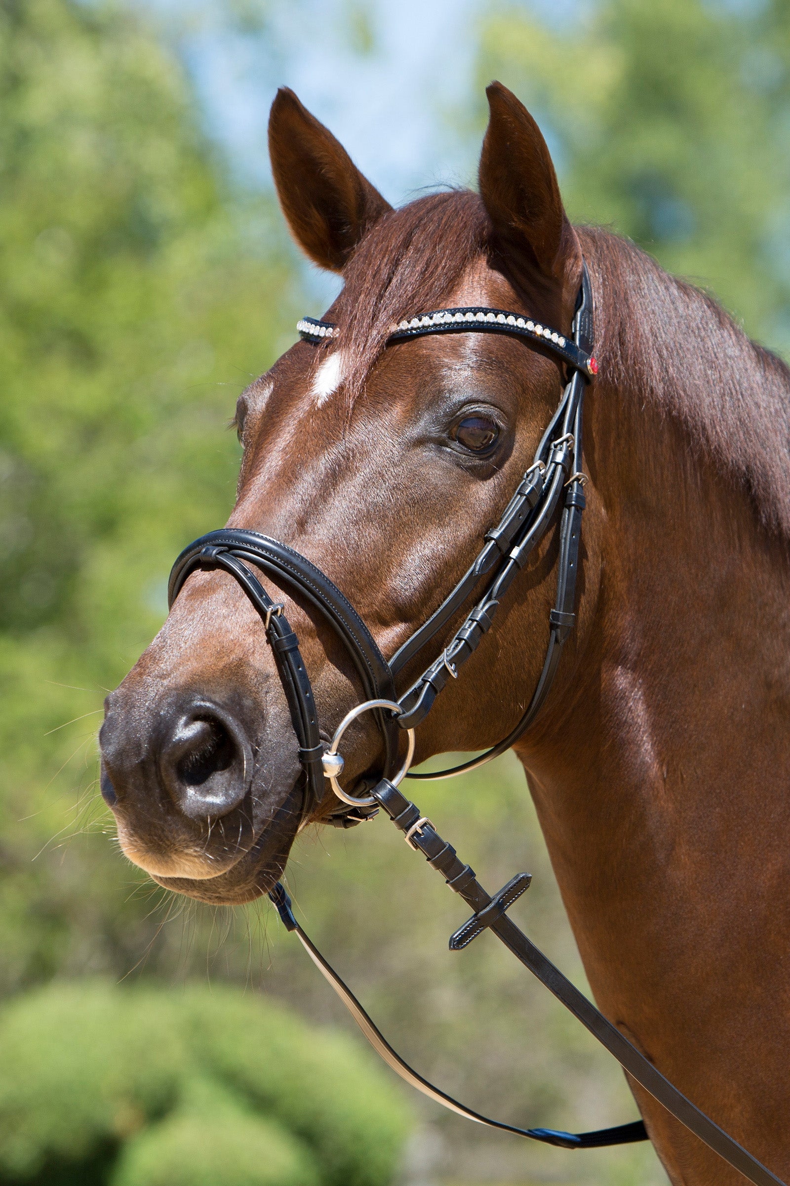 Due Cavalli Con Briglie Slta Con Cavalli Cavallo Bianco E Nero Corse Sportive O Corse Di Persone In Carrozza 24462338